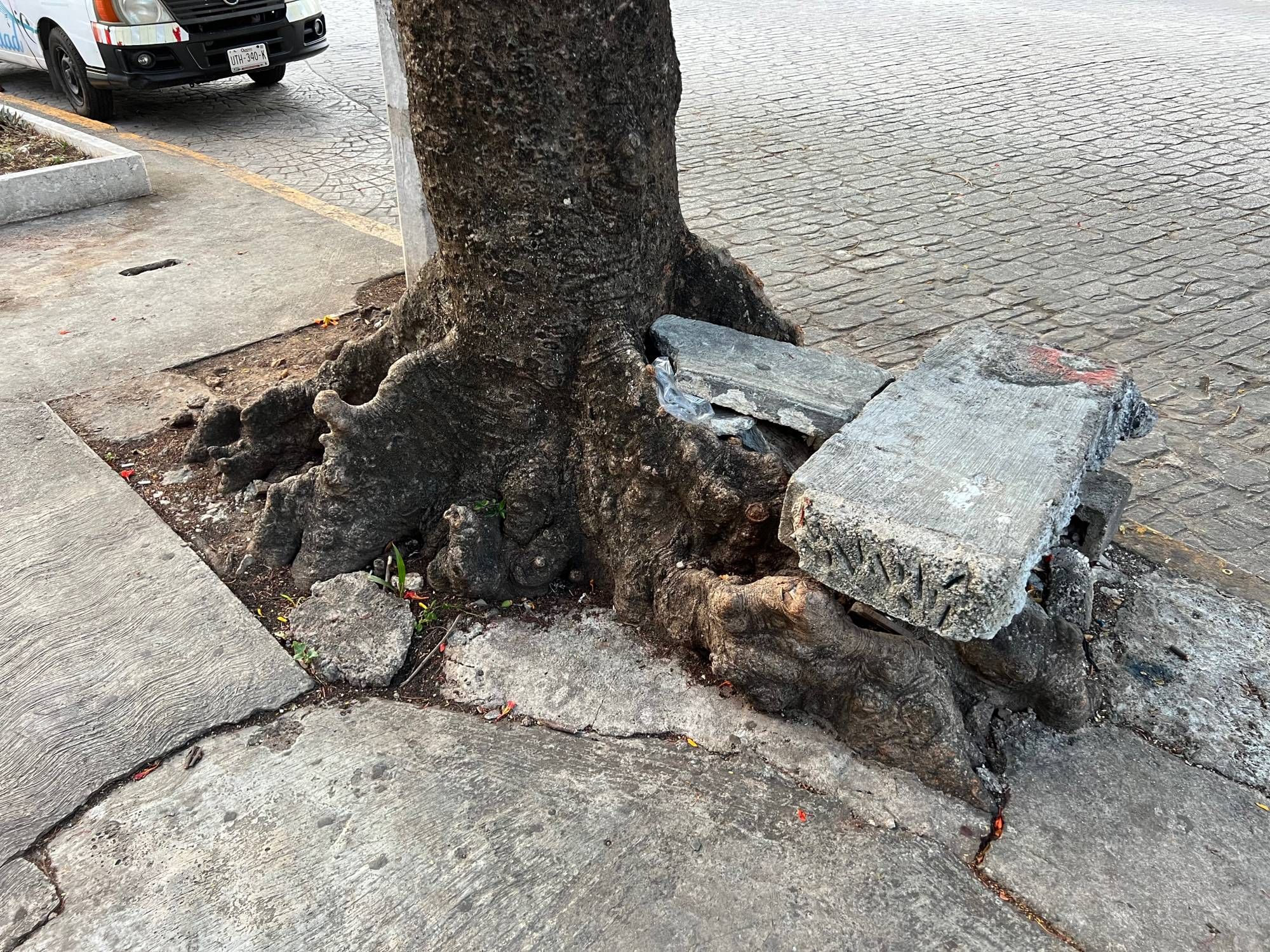 Tree roots have pushed up the pavement and a slab of concrete on the roots serves as an impromptu bench.