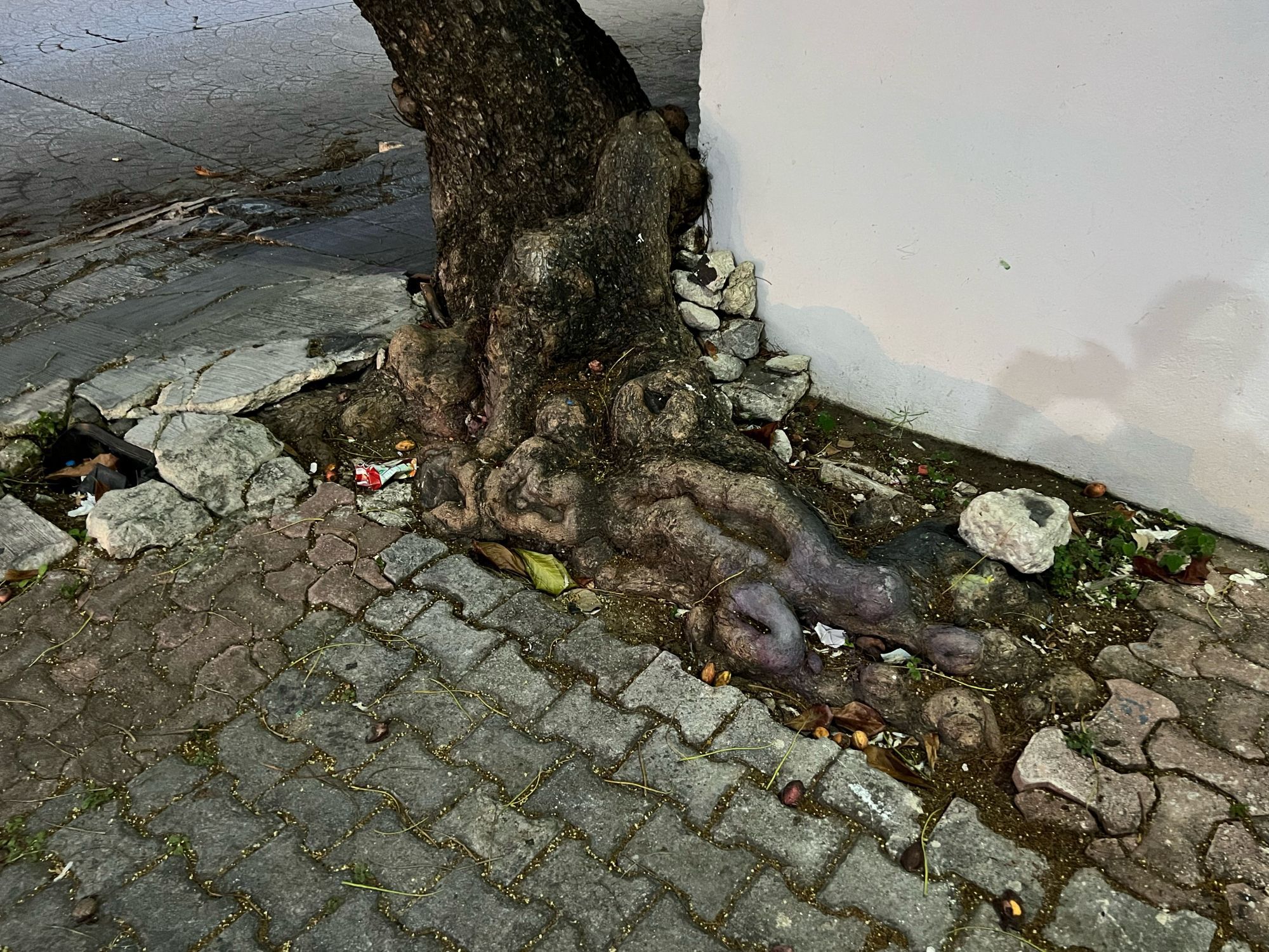 The roots and stump of a tree breaking up sidewalk pavers and embracing the corner of a wall.