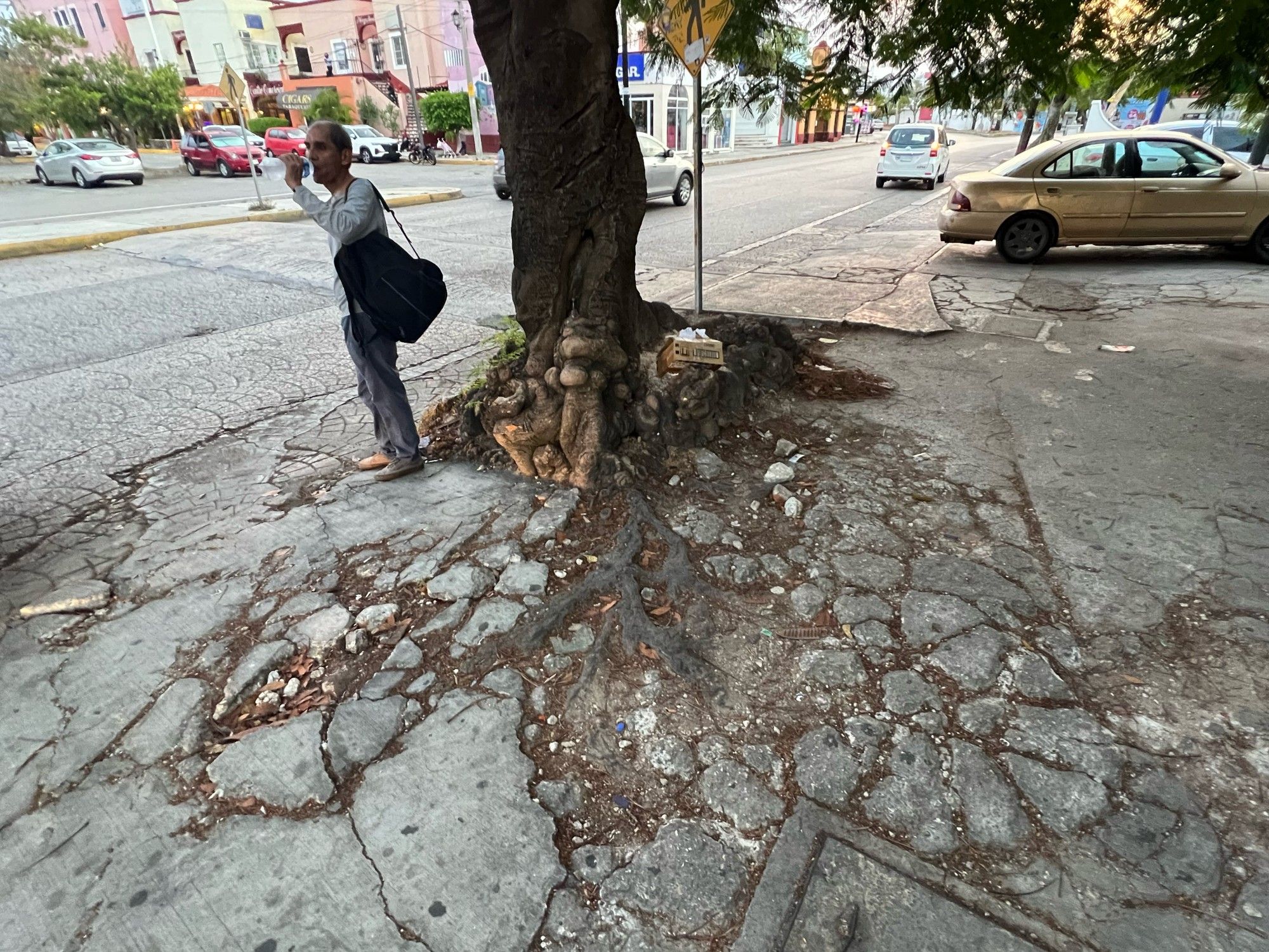 Roots from a tree in Cancun, Mexico spreading visibly in a network of pavement cracks along a road, while a man stands in the shade drinking water from a bottle.