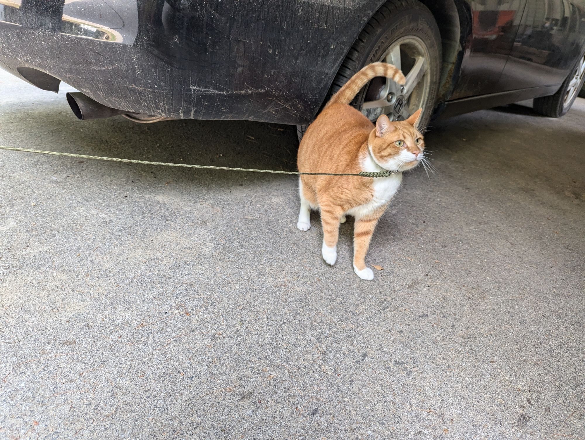 A photo of an orange tabby cat wearing a collar and on a paracord leash standing next to the right rear wheel of a parked black Honda Accord.