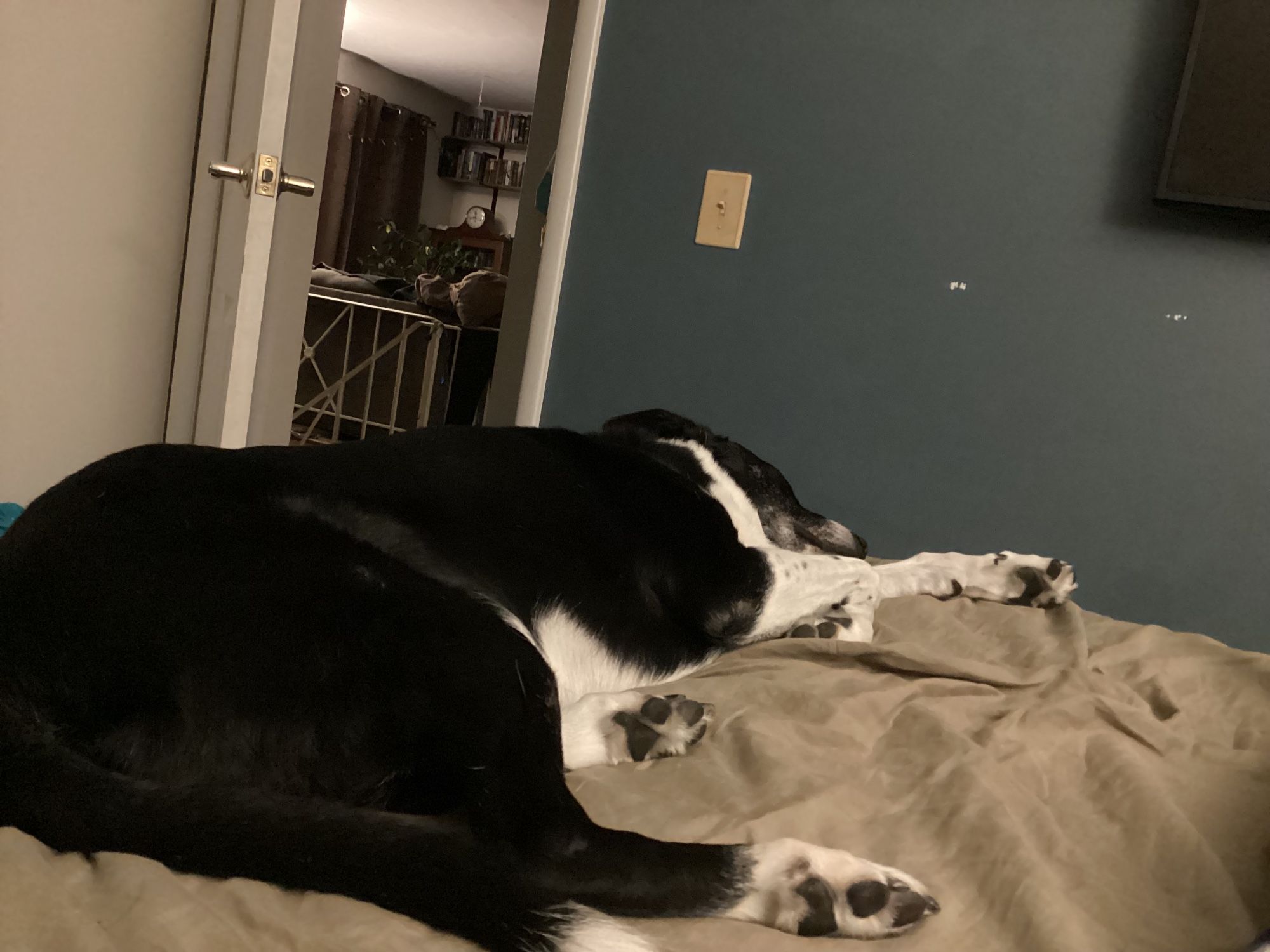 A short haired mostly black dog with white legs and white cowl and white tipped tail is fast asleep on the end of a brown sheet. He  insists that absolutely must sleep on the corner of the bed closest to the door, so he can protect me from anyone coming in the door.