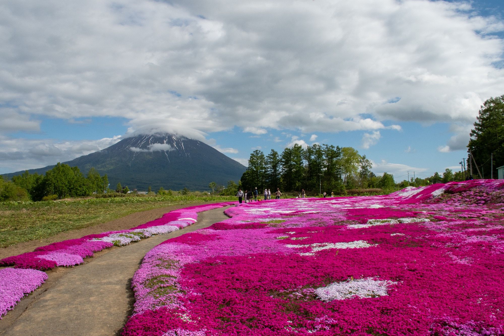 A carpet of pink, red and white moss phlox, with Mt. Yotei in the background.