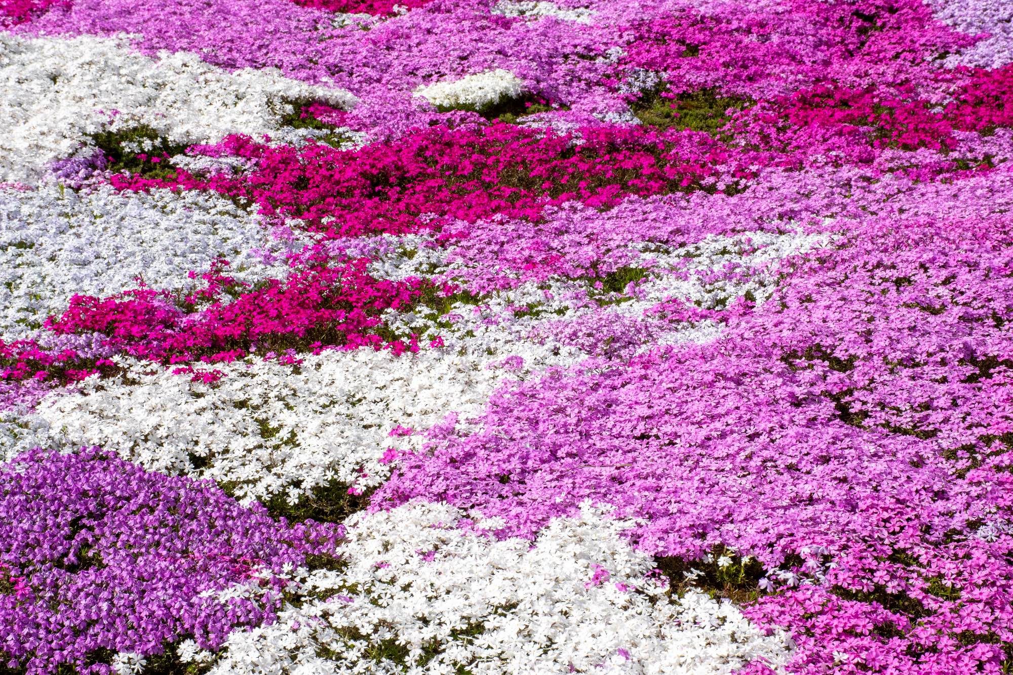 A close up of pink, white and red moss phlox.