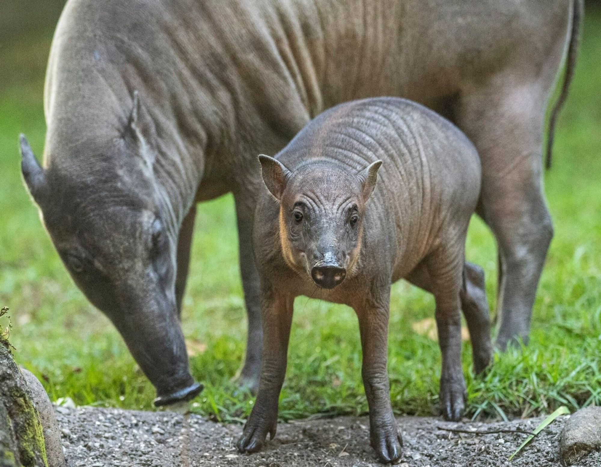 A baby babirusa and its mother, two brown, wrinkly, lightly fuzzed wild pigs with a much more gracile build than the domestic pig.