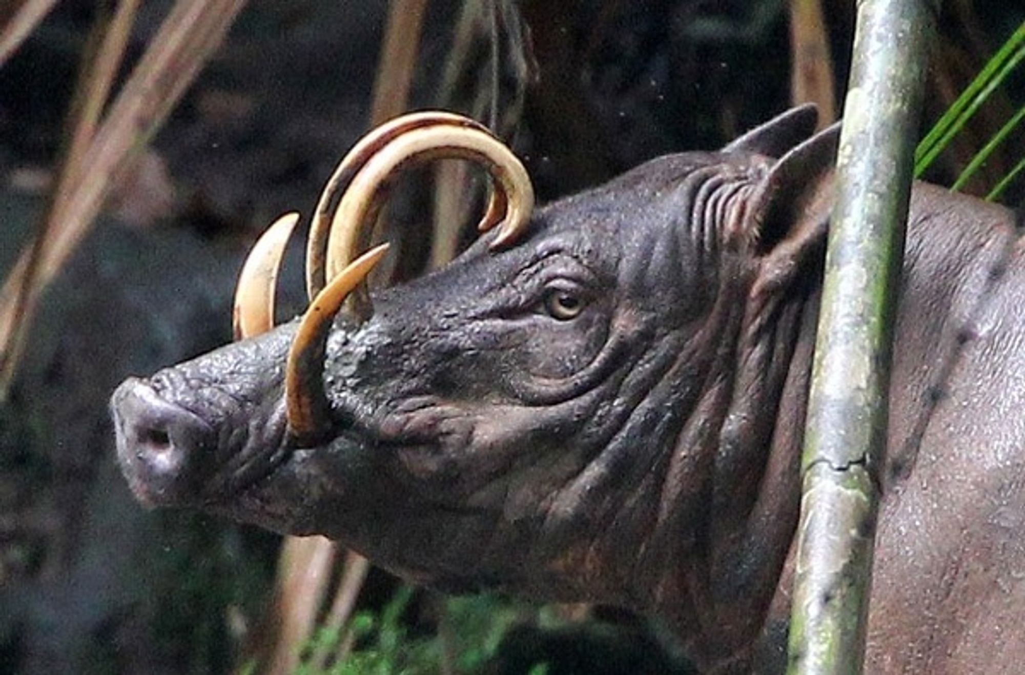 An adult male babirusa. The tusks are much longer than in the image of the juvenile, and the two top tusks have curved so far back that they're now curling around. There's barely any space between this dude's teeth and his forehead.