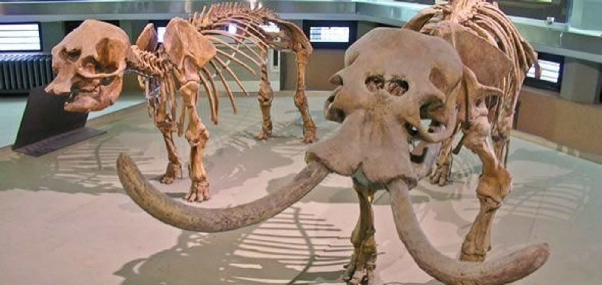 Two mounted fossil skeletons of Palaeoloxodon falconeri, a three-foot-tall prehistoric elephant. One has tusks, and the other doesn't.