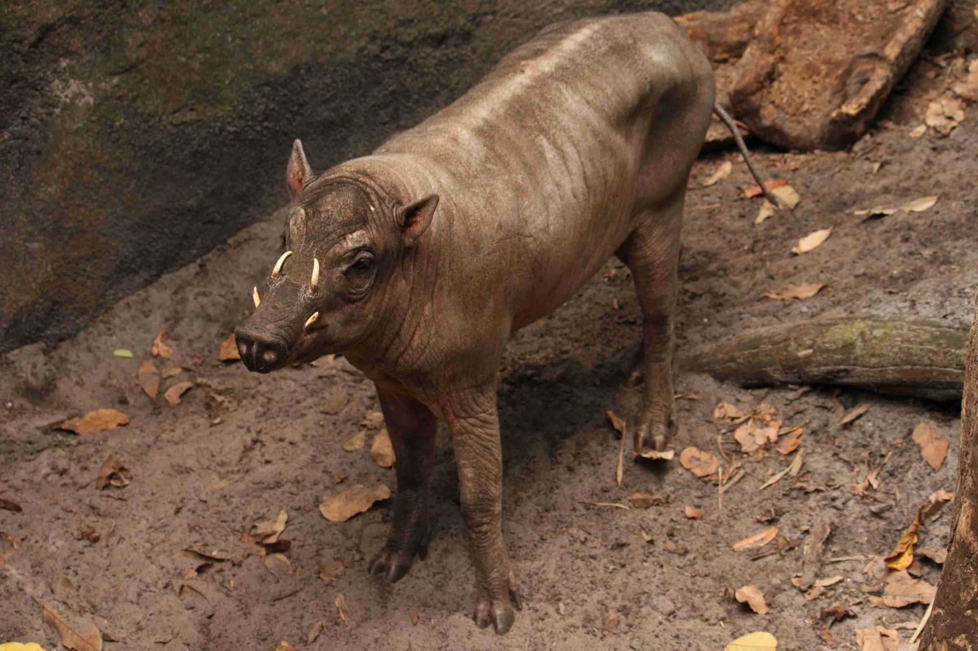 A young male babirusa. Two small tusks grow from the side of its mouth. Two more are growing through the roof of its mouth and poking out on top of the muzzle somehow.