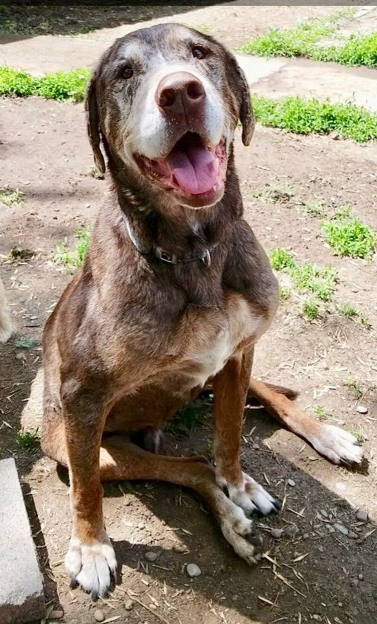 An old brown dog sitting on his butt & smiling. His about & paws are white, as well as a small patch on his chest