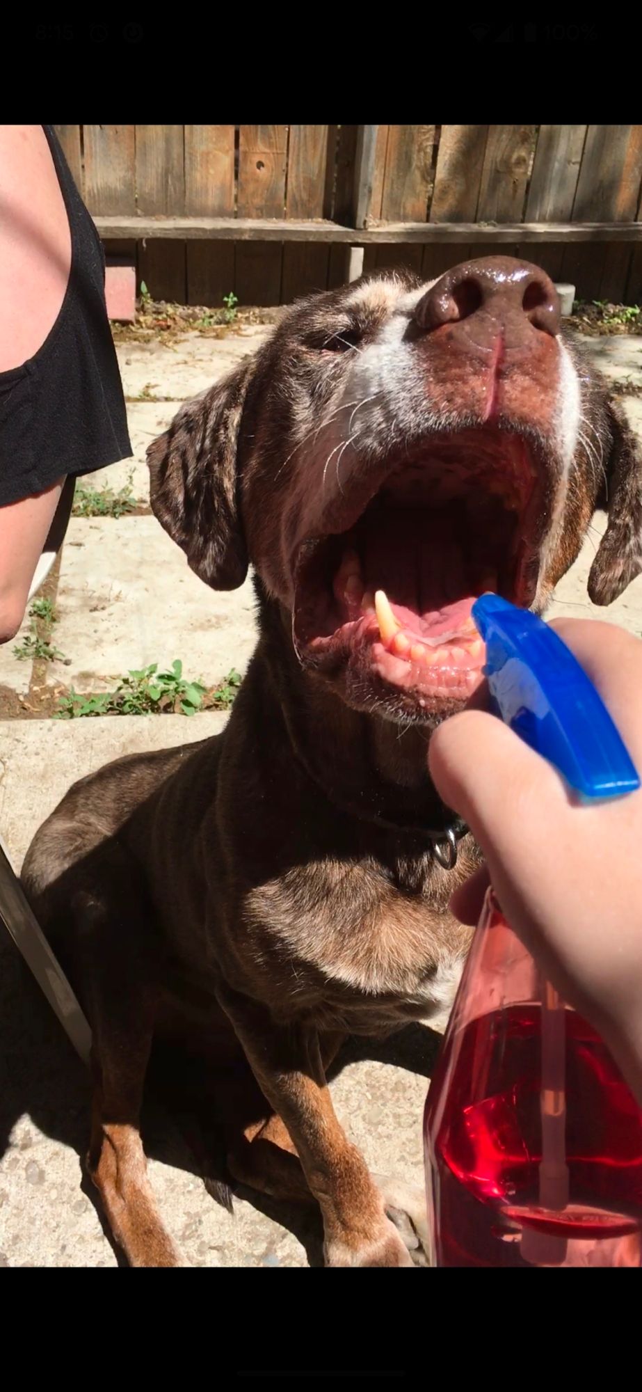 An old brown dog attempting to bite at the water being sprayed from a multicolored spray bottle. Taken from a video where he is trying to eat the water.