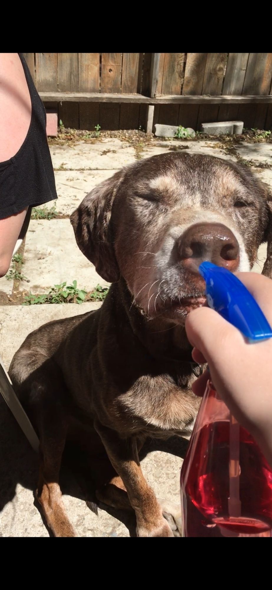 An old brown dog squinting as he gets sprayed with a multicolor spray bottle. Taken from a video where he is trying to eat the water