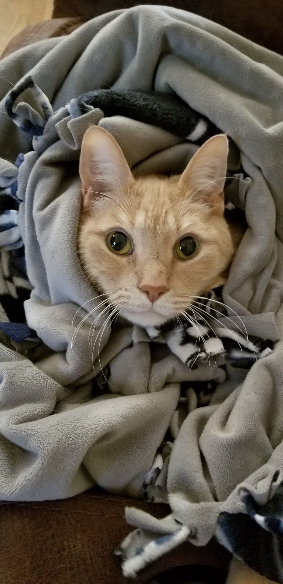 An orange cat with green eyes, his head peeking out of a gray blanket