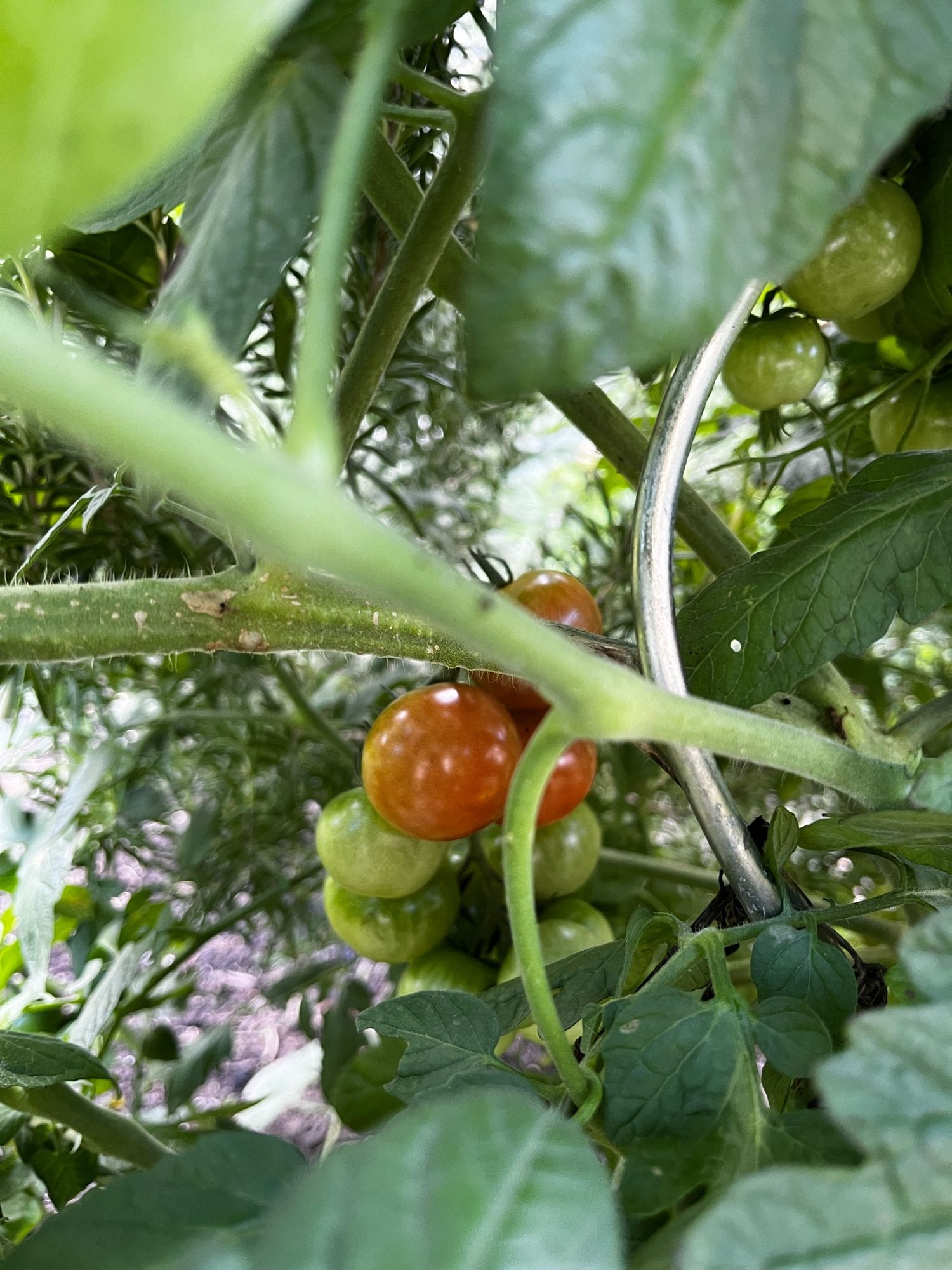 Erste rot werdende Tomaten aus Spätpflanzung