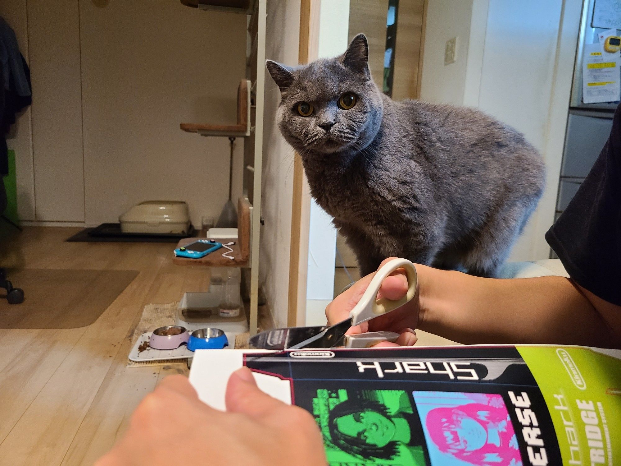 Person cutting out the Videoverse game box while a gray cat perched nearby is watching