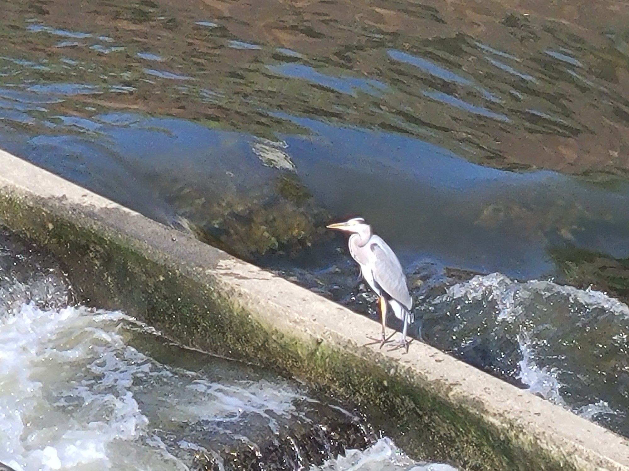 Gray heron standing on a cement divider in the middle of a river