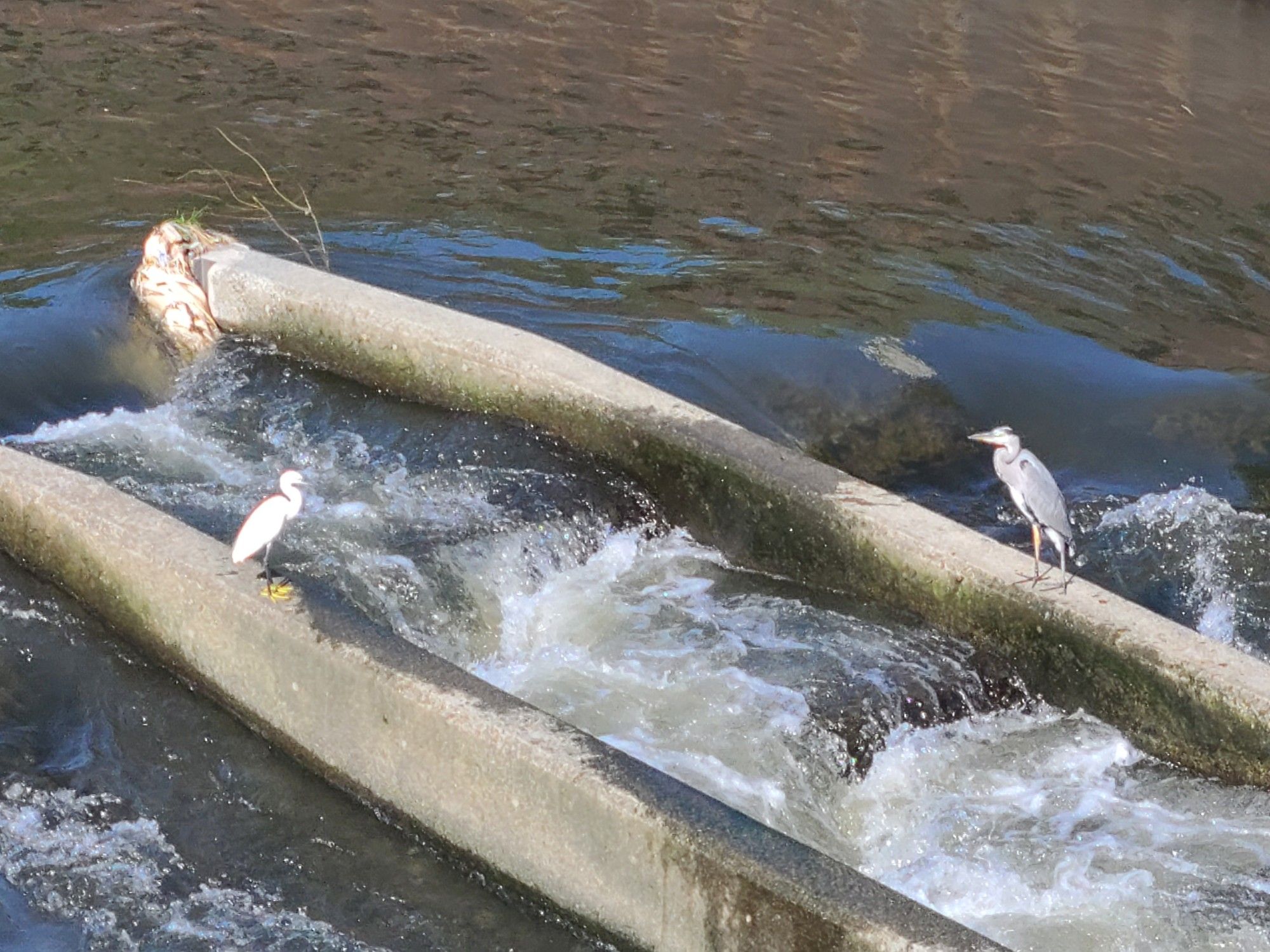 Same heron and cement block but joined by a smaller white heron