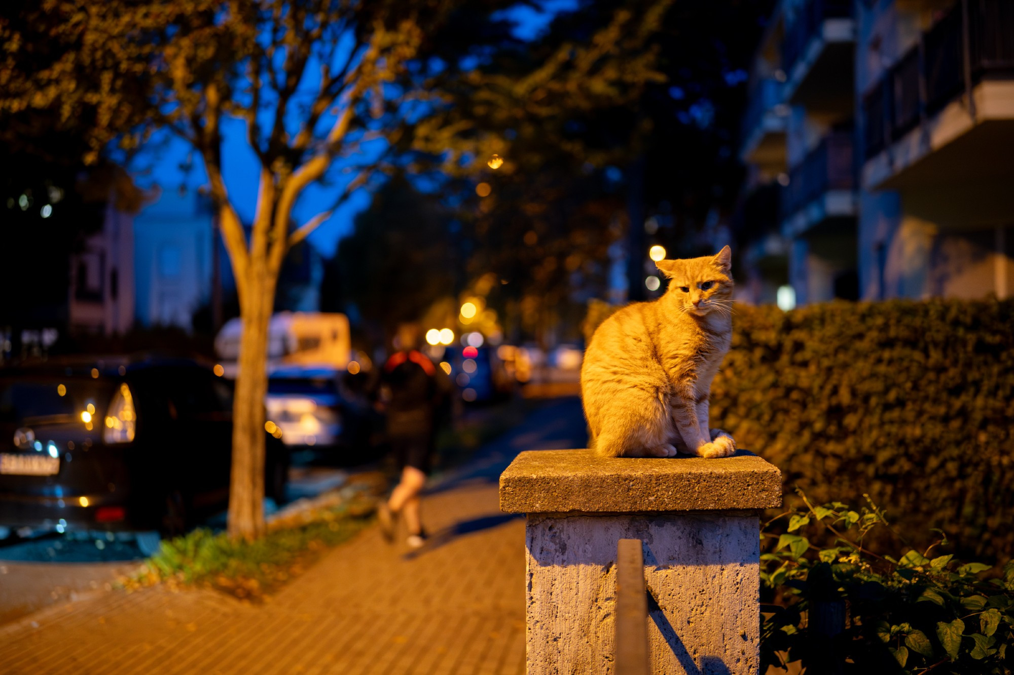 Teddy, ein roter Kater mit großem Revier im Erfurter Süden, sitzt spätabends auf einem Zaunsockel und blickt etwas skeptisch drein, als eine Joggerin mit ihren quietschenden Schuhen vorbeiläuft