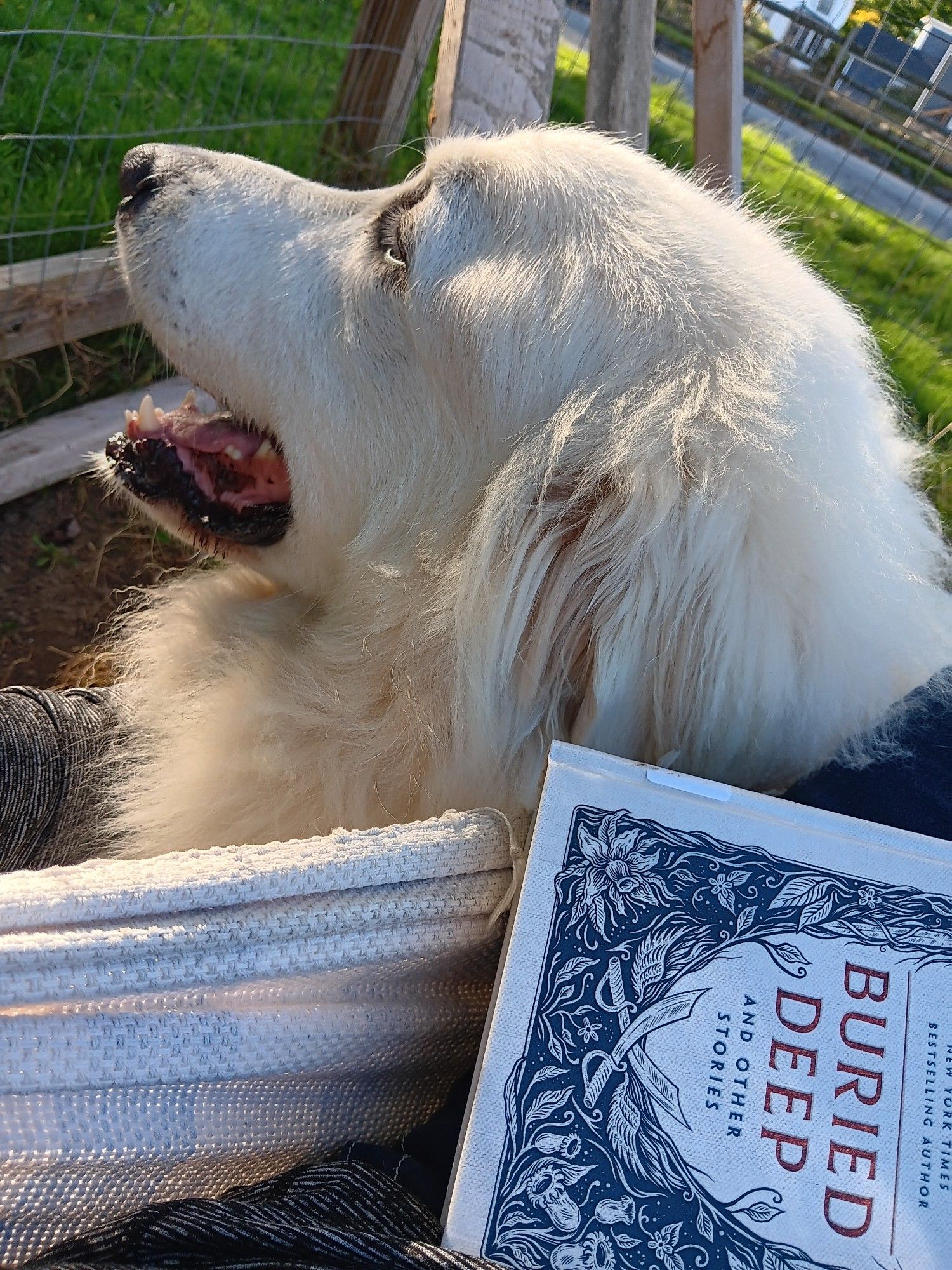 Big white fluffy dog sitting next to hammock doing neighborhood watch duty. Edge of hammock is visible, with Naomi Novik's Buried Deep short story collection on it.