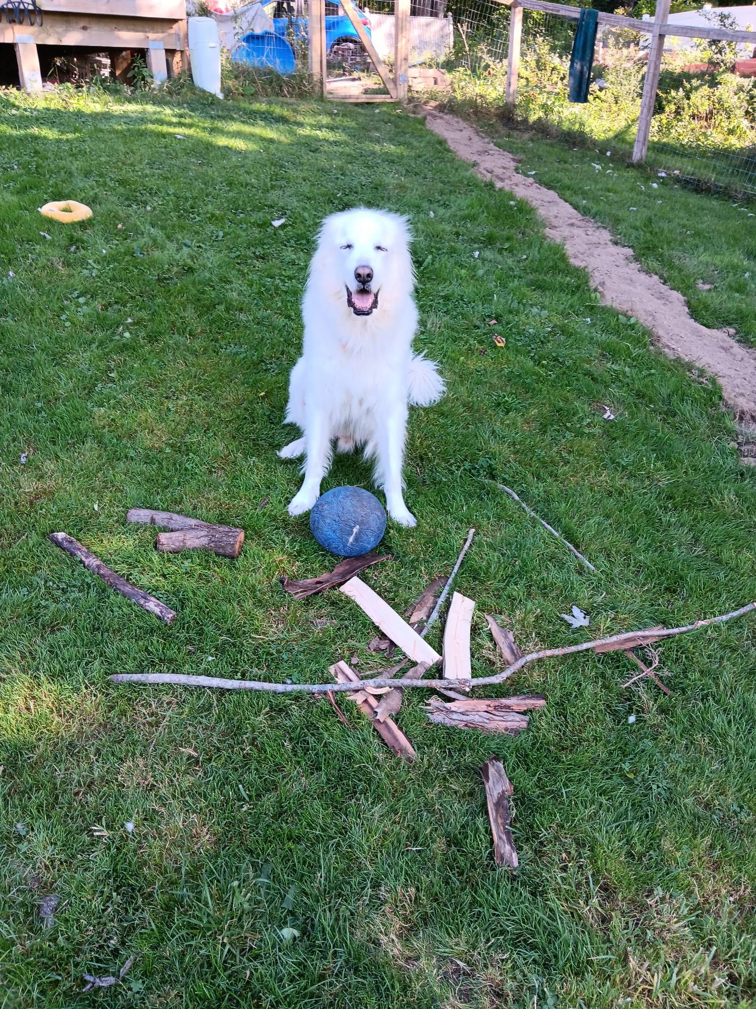 Big fluffy white dog has dragged all of his favorite sticks into a pile and is sitting very proudly next to them like one of those pigeons with a nest made from two twigs.