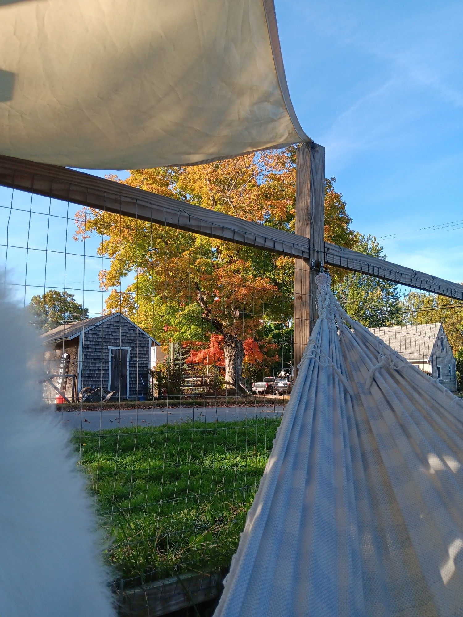 Beyond the foot of the hammock, a big oak (?) tree is getting some of its fall coloring. Some red-orange of a fully colored maple visible beyond it.