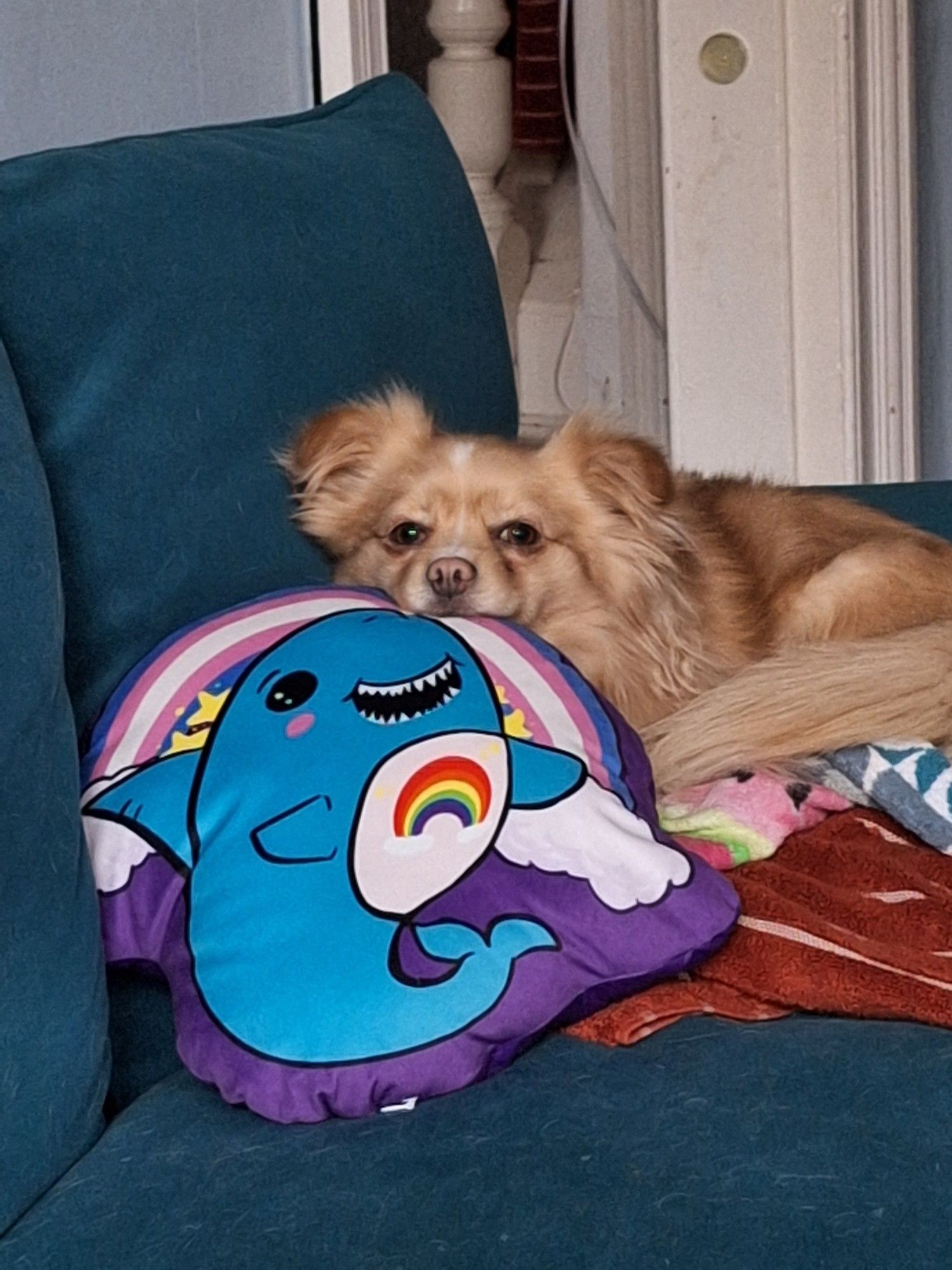 A small blond dog is resting his head on a pillow that has a blue cartoon shark printed on it who has a rainbow on its chest like a care bear and behind it is a big rainbow in the colours of the trans pride flag, that ends in two fluffy clouds. The background of the pillow is purple and it is shaped around the print, not a square. Our dog is a mutt, likely a pomeranian mix or some other spitz type dog and he is very cute.