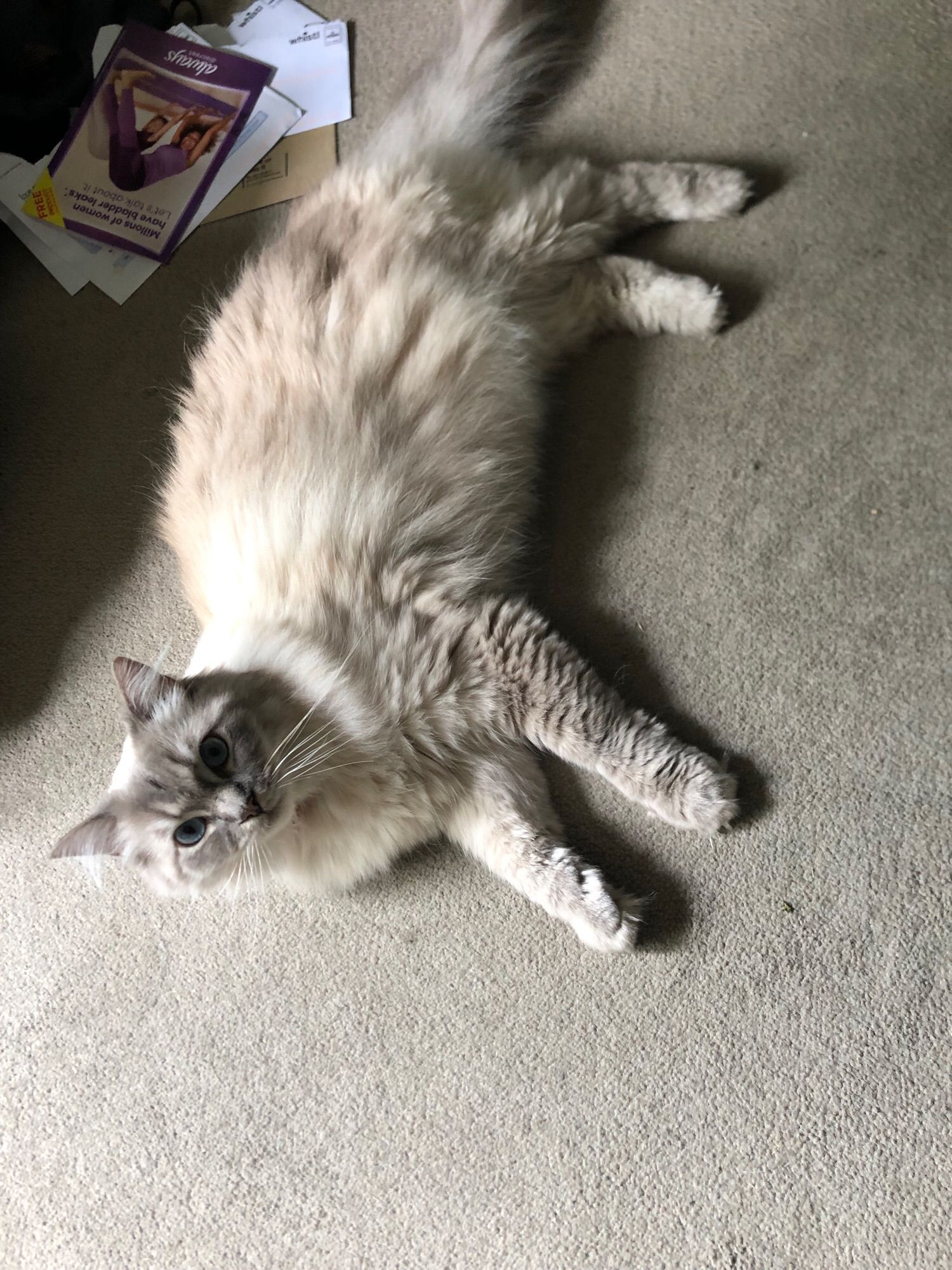 Grey and white ragdoll cat, lying on a beige carpet, looking up at the camera.