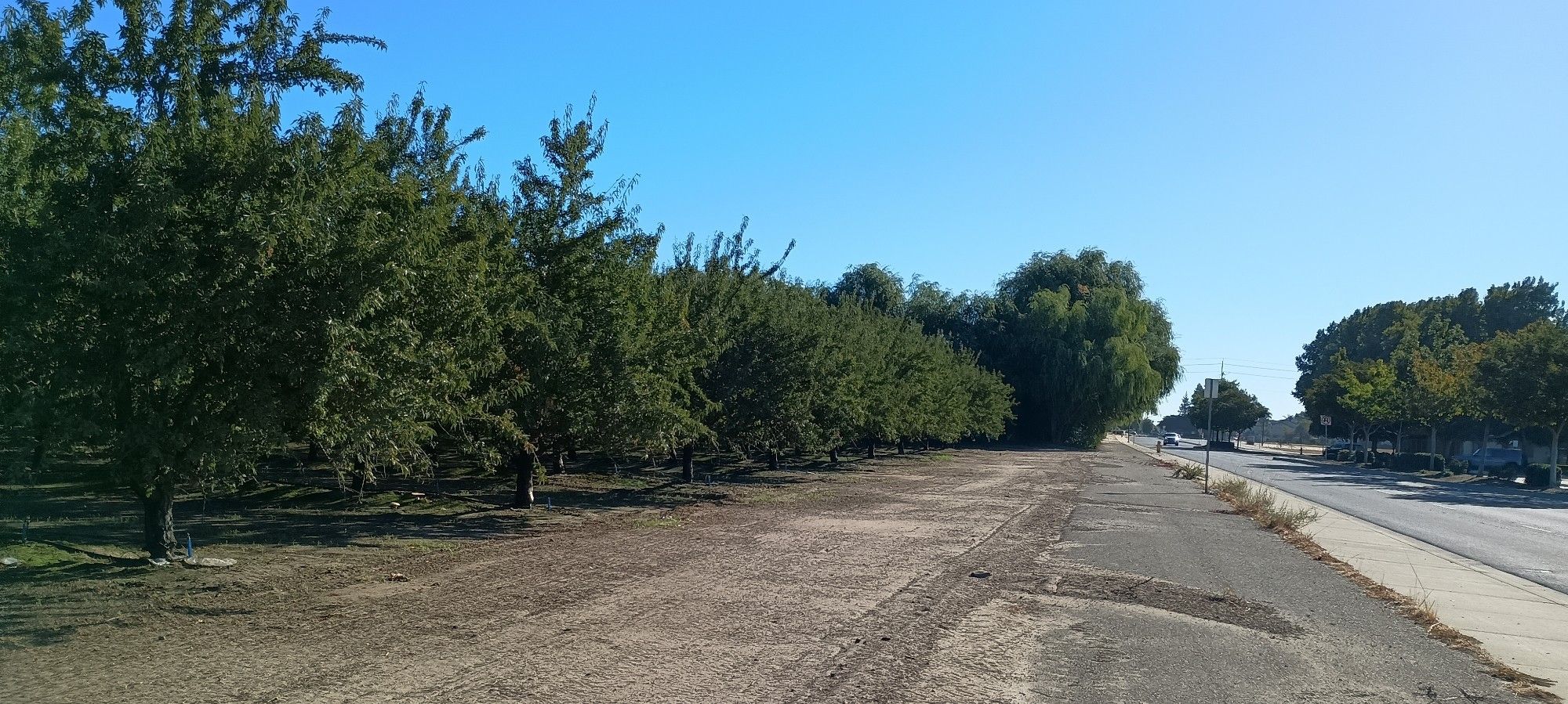 Des vergers d'amandes longent la route à perte de vue