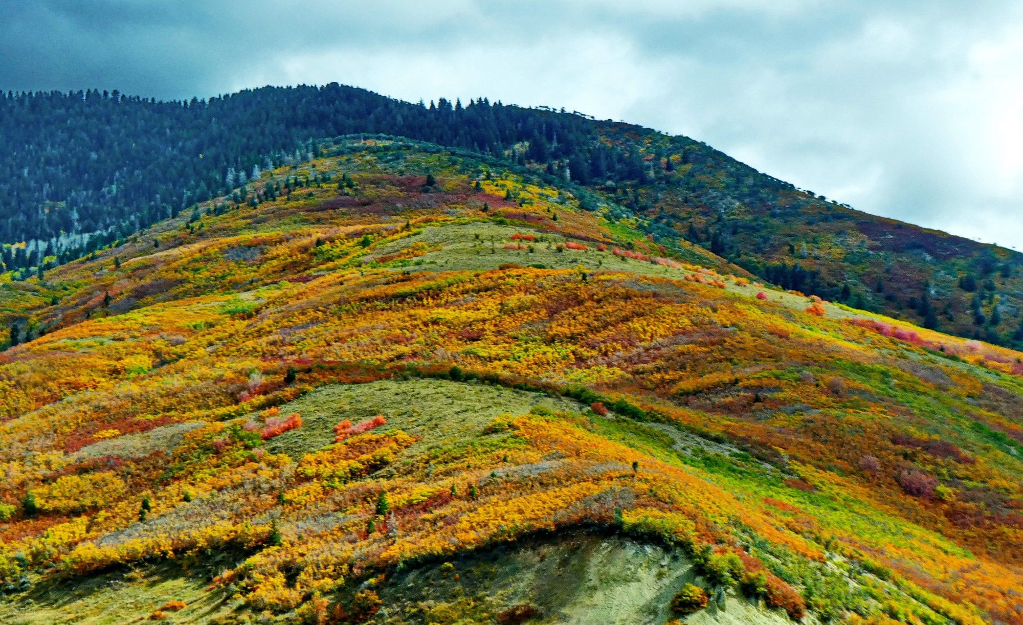 Aussi loin qu'on peut voir sur ces flancs de collines, cette vegetation basse est omniprésente et célèbre avec les mêmes couleurs vives l'arrivée de l'automne.