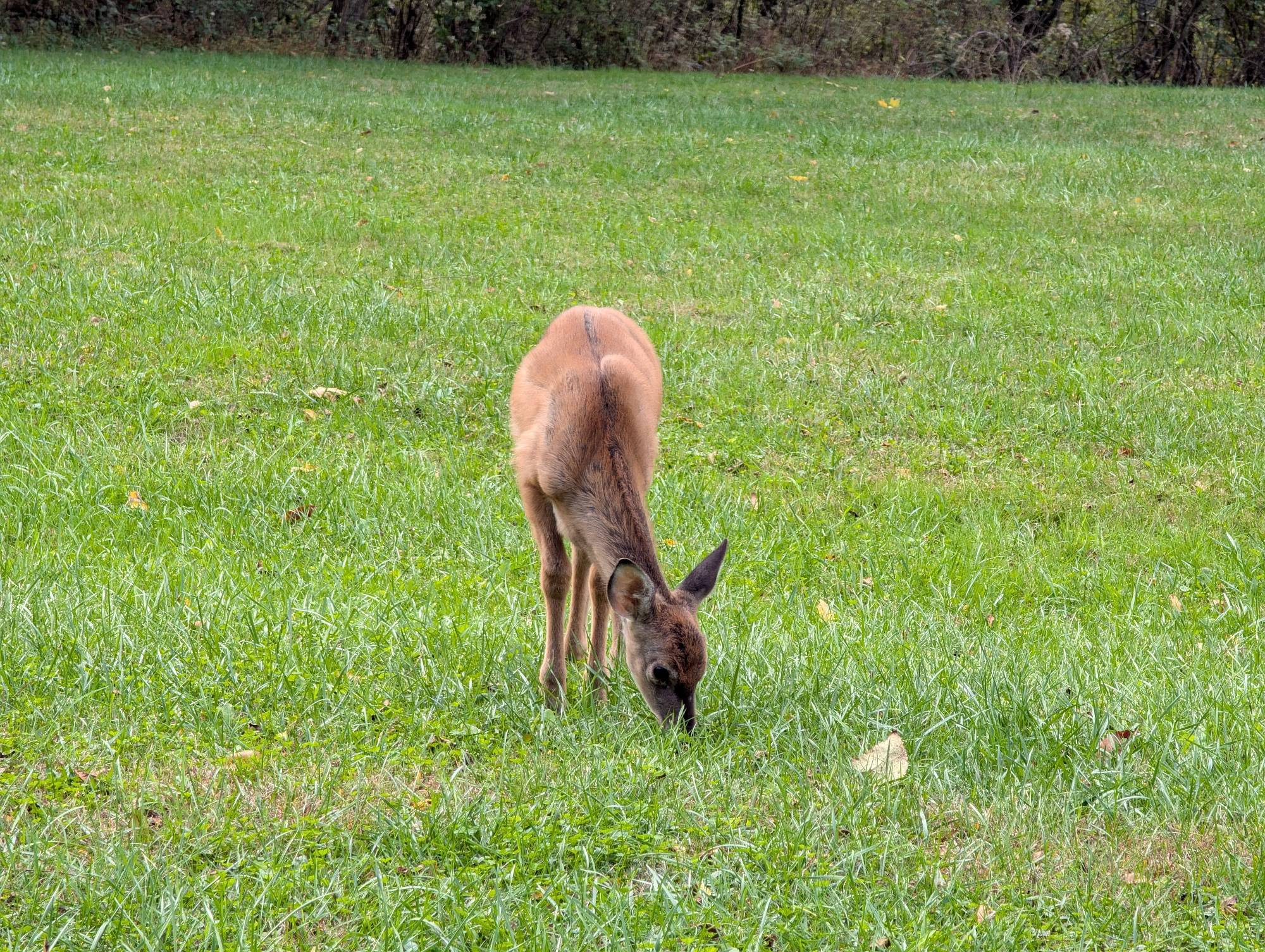 a deer eating tasty grass