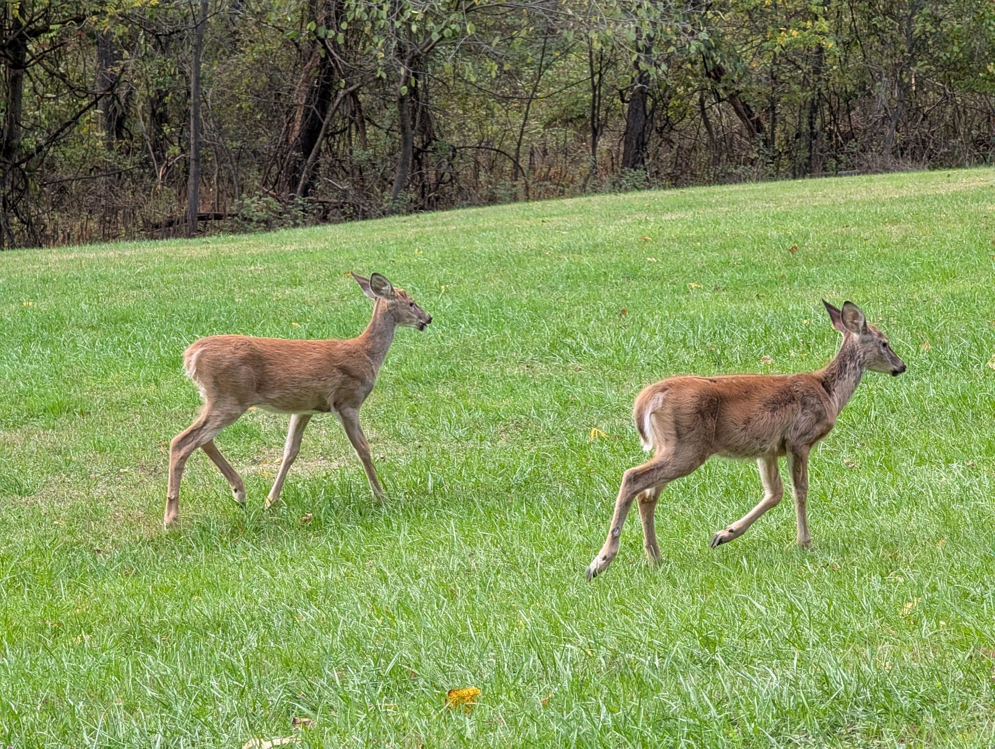 two deer running away