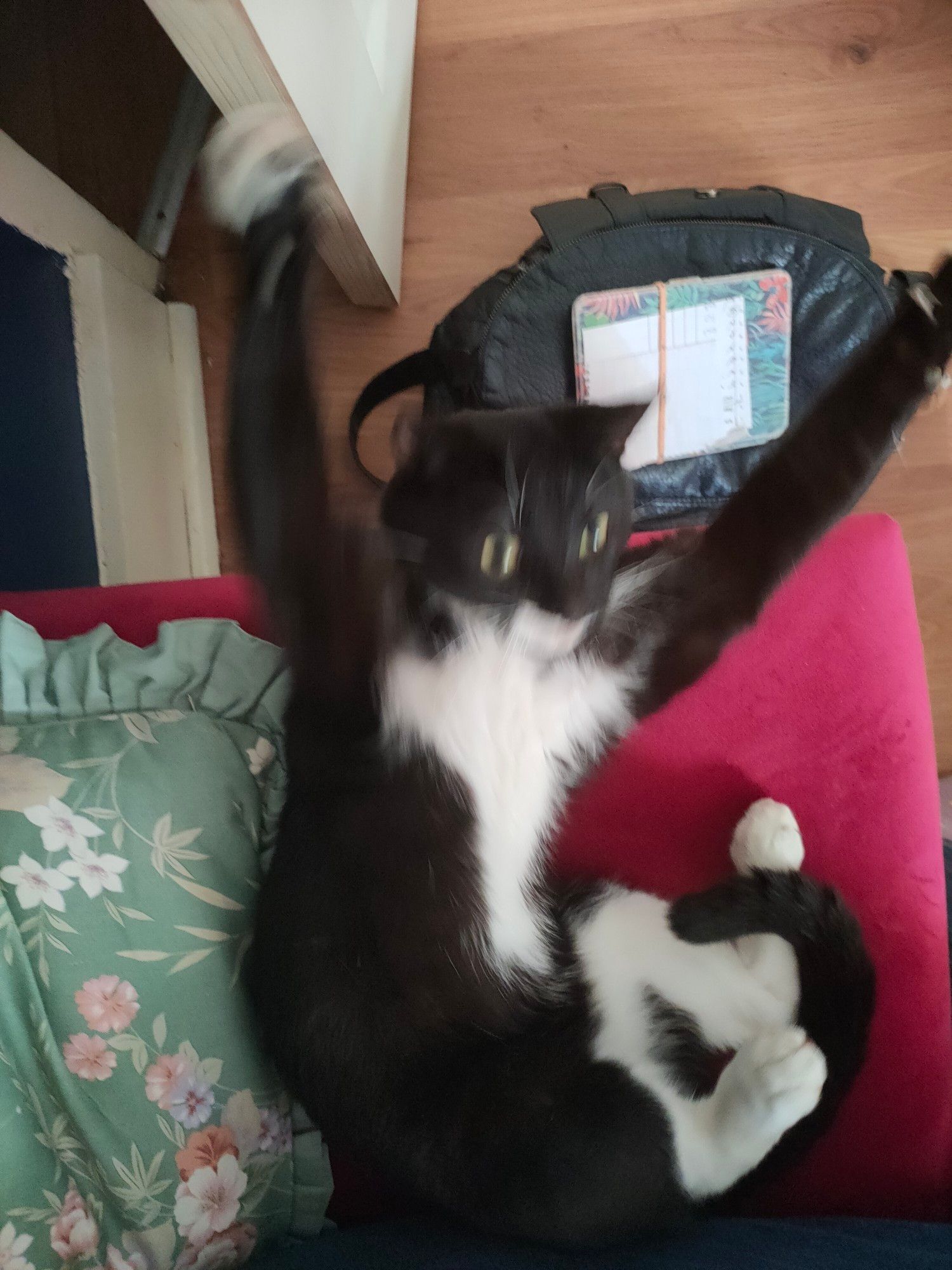 Funny little black and white cat, on the end of a pink sofa. Looking slightly startled and with his front legs/paws outstretched above his head. I think he misjudged the length of the sofa when he stretched and for a brief moment thought he may fall off. I didn't let him fall off.