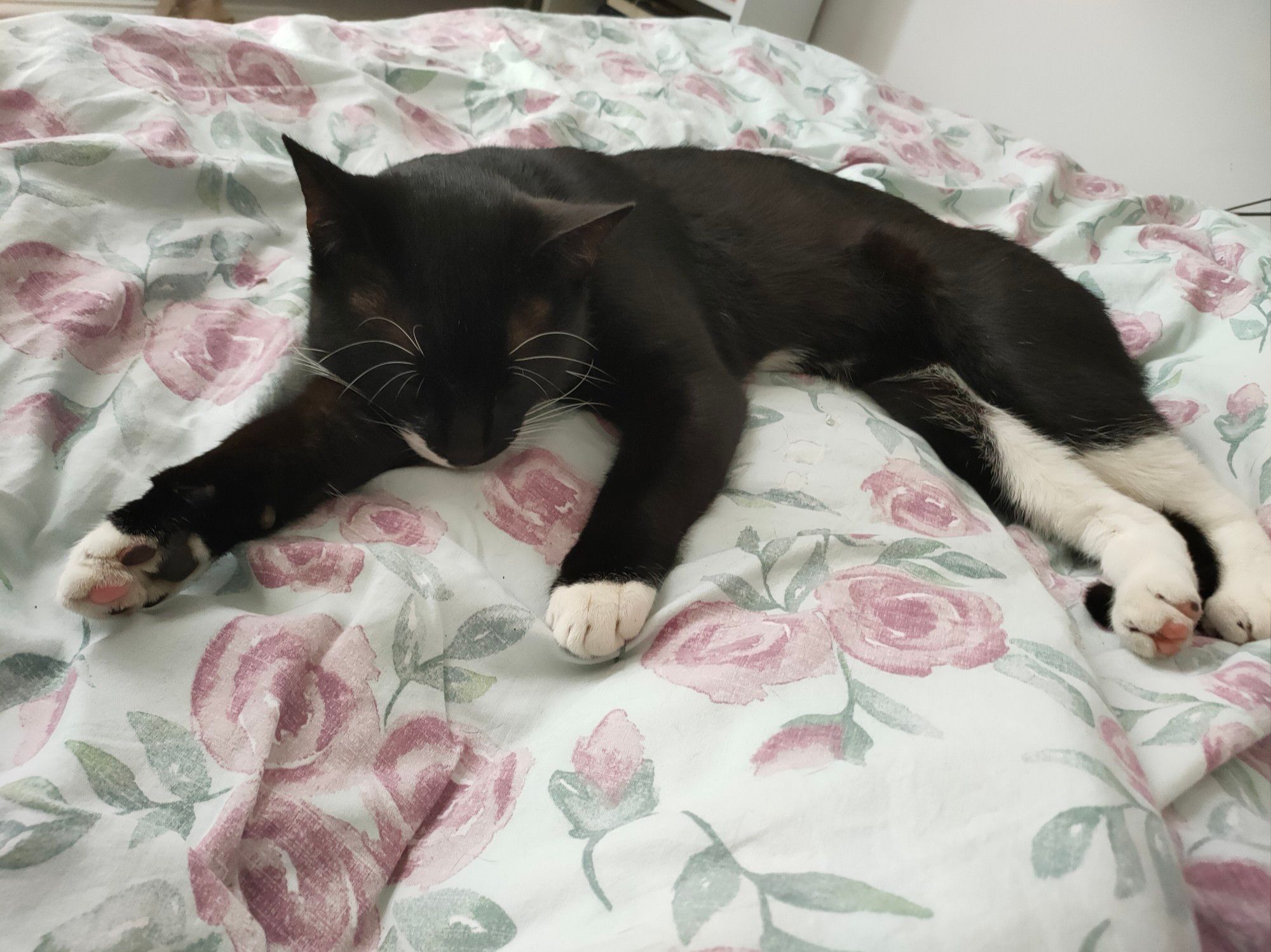 Sleepy black and white cat, stretched out and resting on some floral bedcovers. Leaving barely any room for the human who is also in the bed, but out of shot.