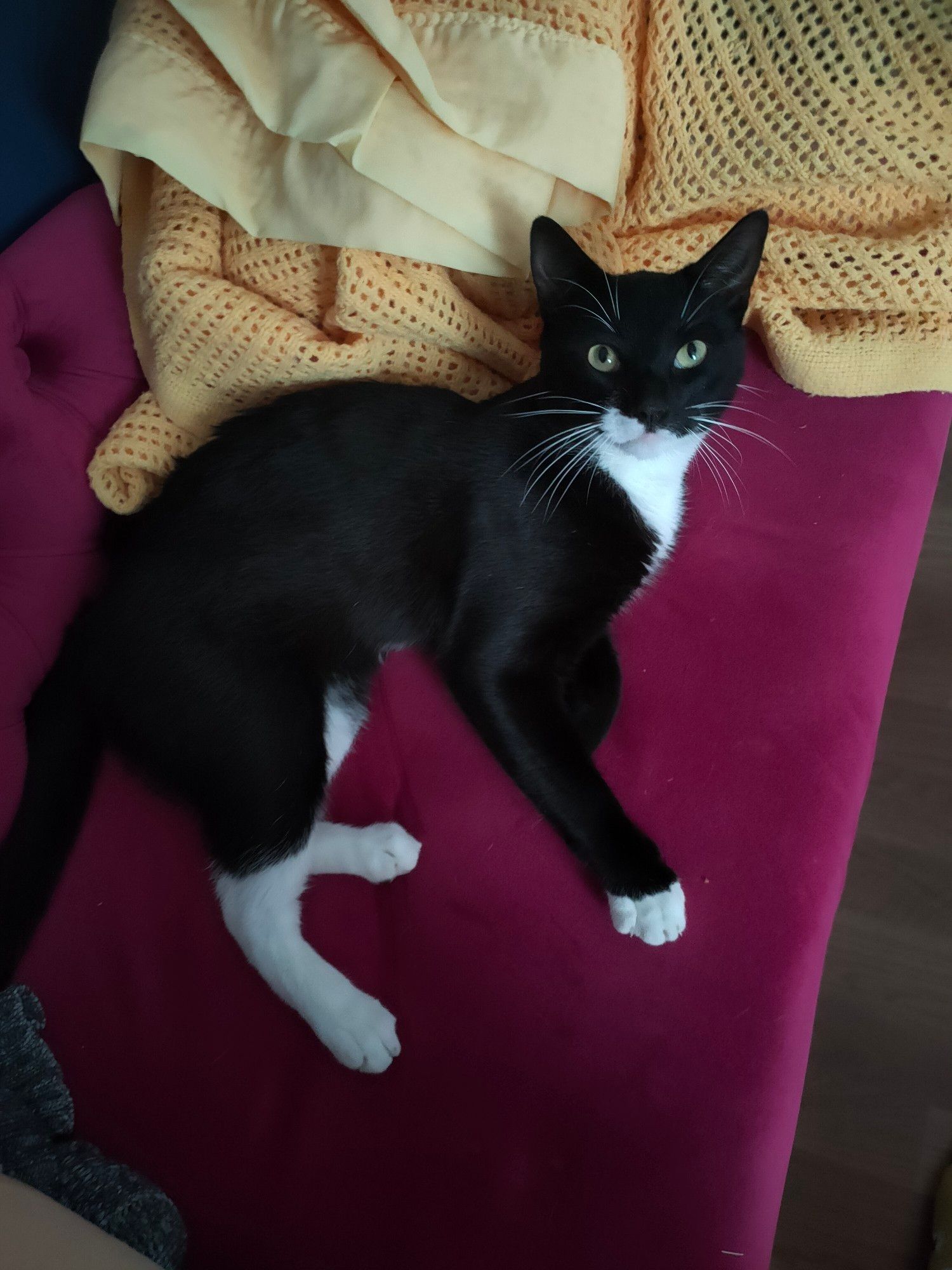 Handsome little black and white tuxedo cat, sitting on a pink sofa, looking defiantly at the camera. (He stole my seat when I moved to let him in and he's daring me to move him out the way. I did not move him out the way.)