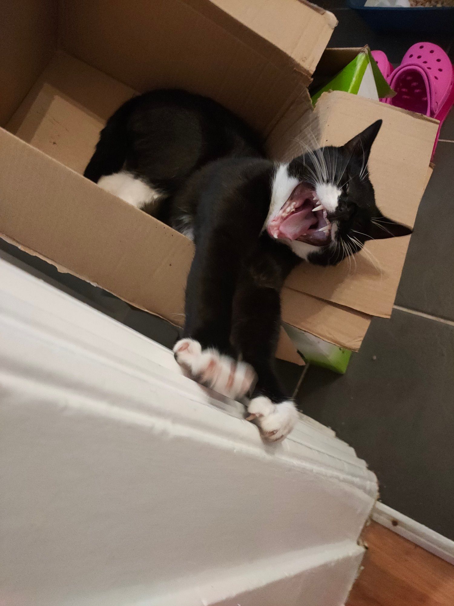 Little black and white cat, sitting in his favourite box in the kitchen. He has his front paws outstretched and his mouth open mid yawn. He looks very ferocious (for a tiny adorable little cat).