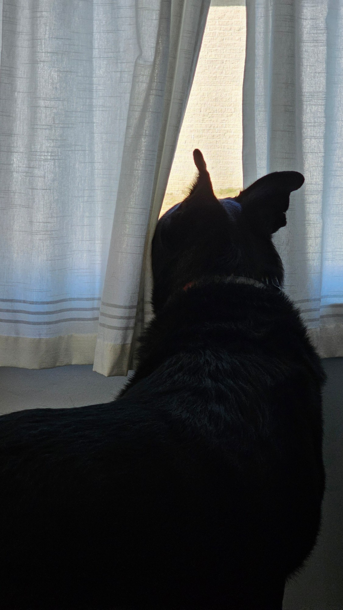 A large black dog with ears pointing up (German Shepherd ears) parting the curtains on a window with his face. He is watching something out the window. You can tell how intently he's watching because of how his ears are pointing (in this case, very intently).