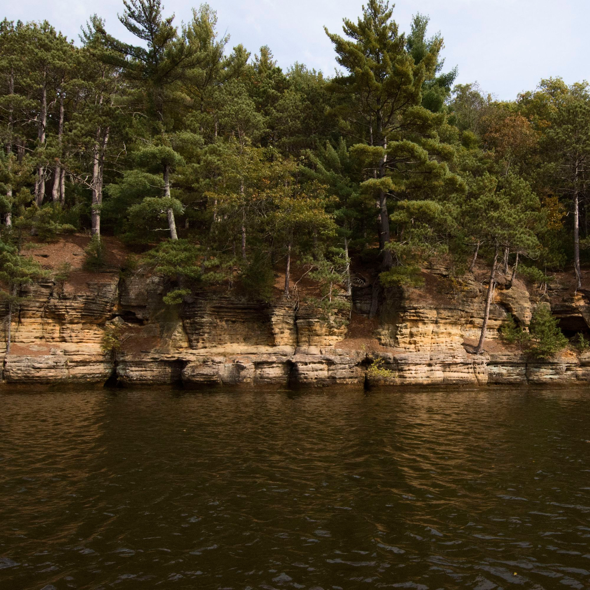 Blue sky behind pine trees, a rock wall (sandstone, in white, yellow, orange), and dark water. The water is the Wisconsin River, it is dark because of tannins in the water. This was taken from a boat tour of the Upper Dells of the Wisconsin Dells.