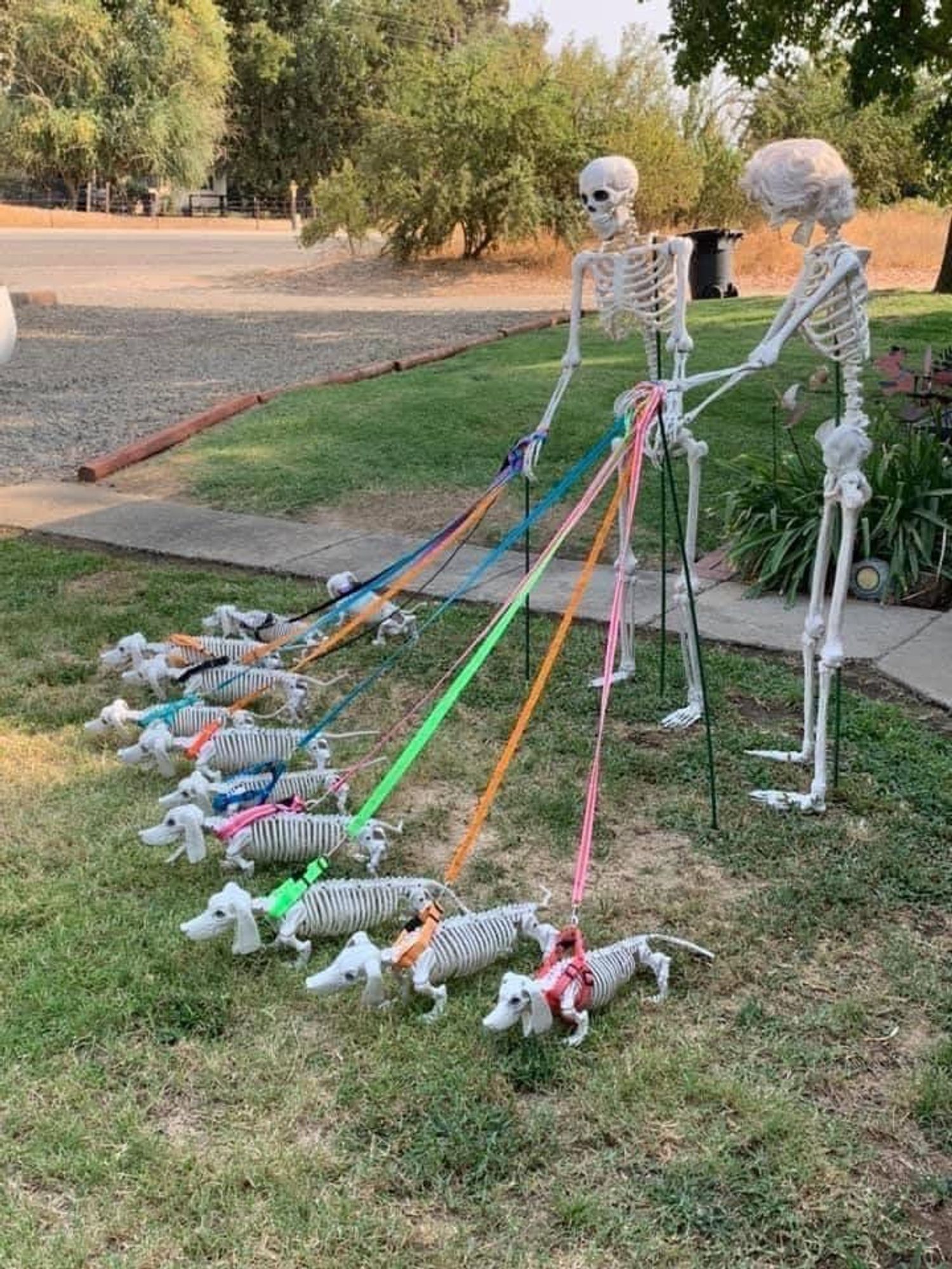 A photo of two plastic skeletons, one wearing a woman's wig, walking 11 plastic dachshund skeletons with leashes of several bright colors.