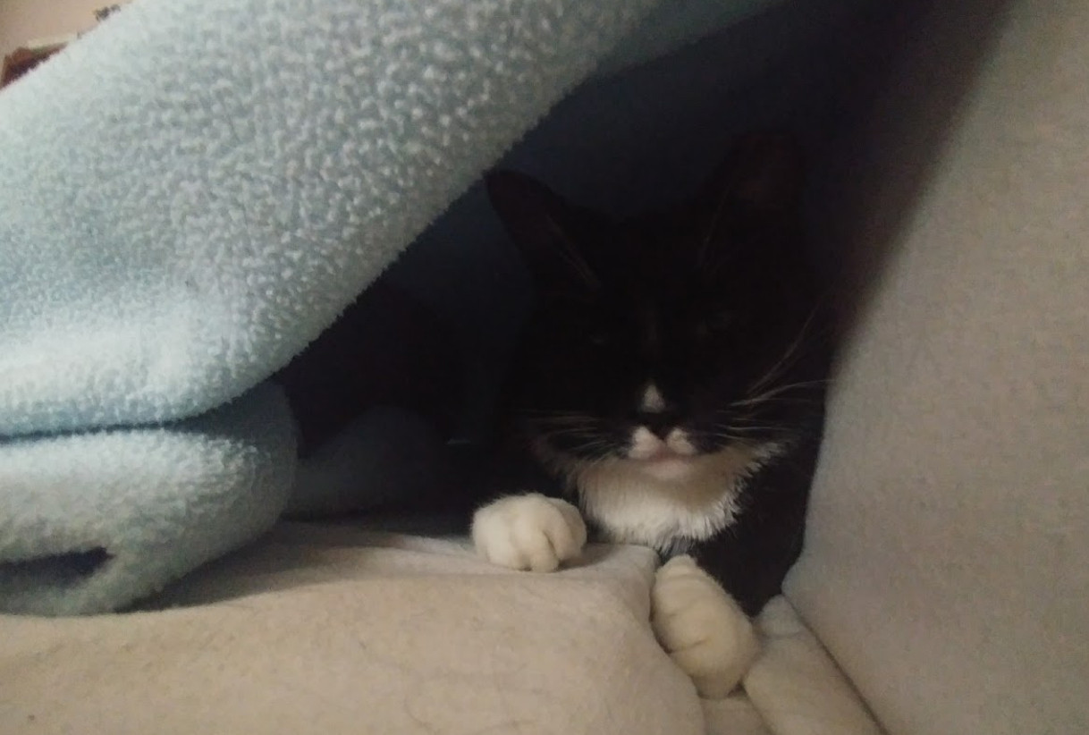 tuxedo cat peeking out of the shadow of a blue blanket draped across a couch to make a security tend