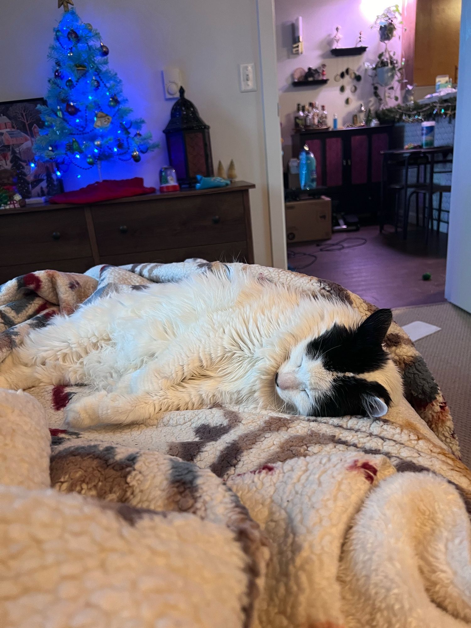 A fluffy white cat sleeping on a fluffy white blanket, like the spoiled baby she is