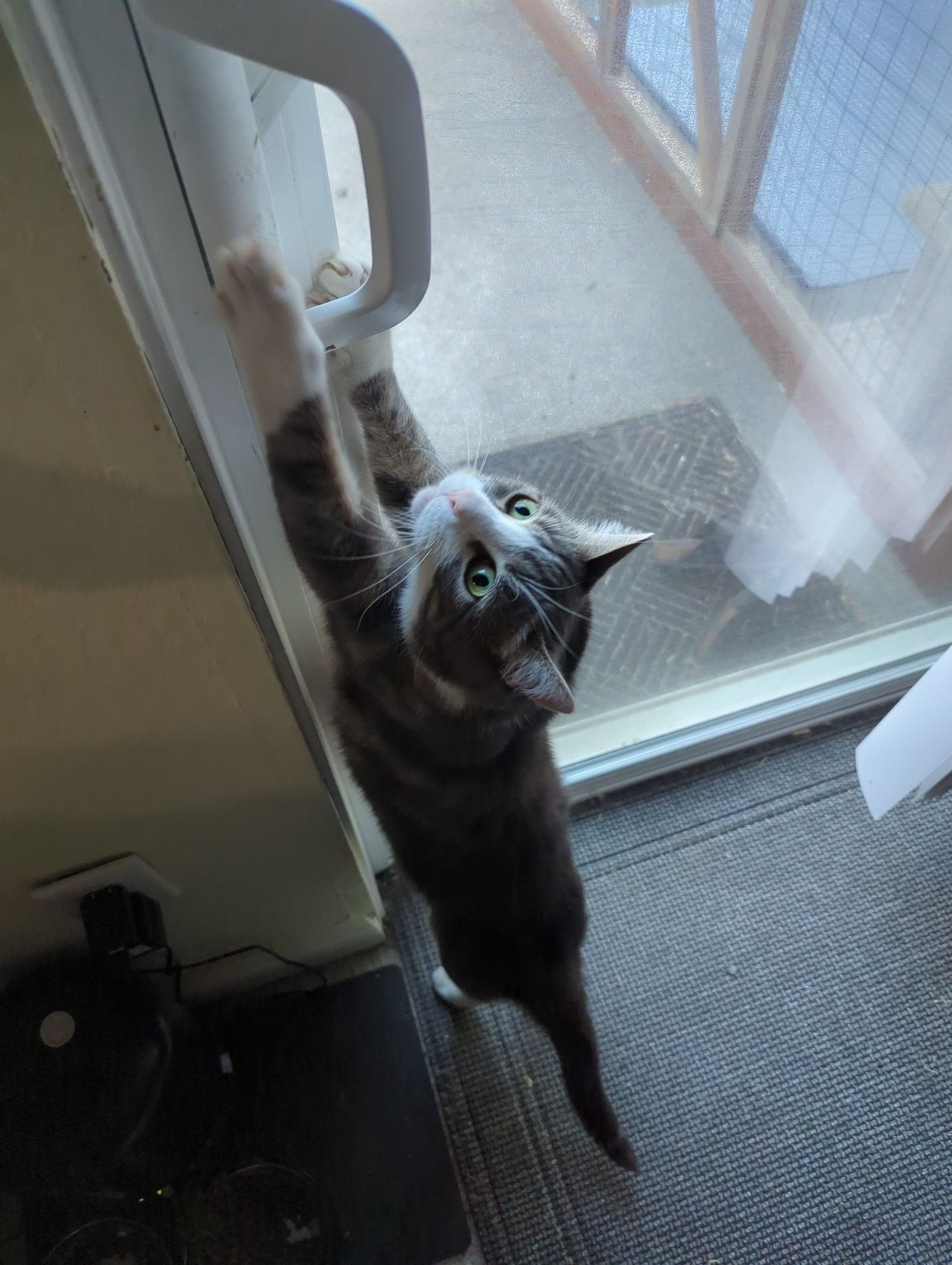 Lil cat prisoner tries to escape 