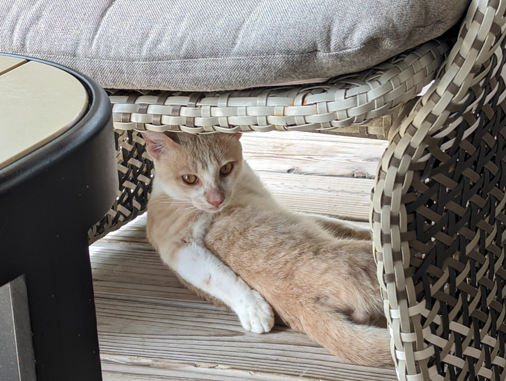 Orange Cat relaxing under a chair. 