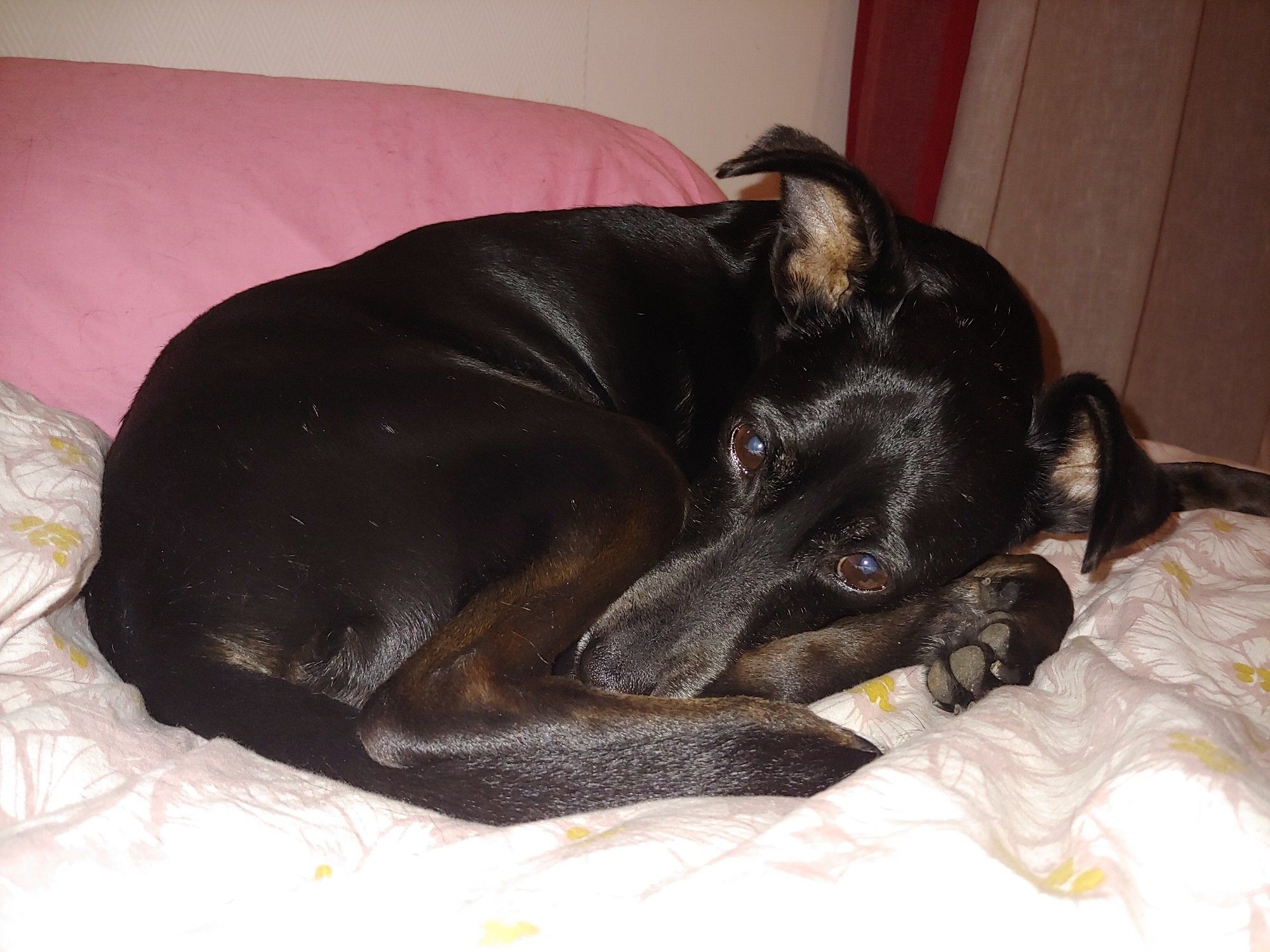 Une petite chienne noire croisée levrier italien est roulée en boule et regarde l'objectif d'un air serein, son long museau posé dans le creux de sa patte arrière.