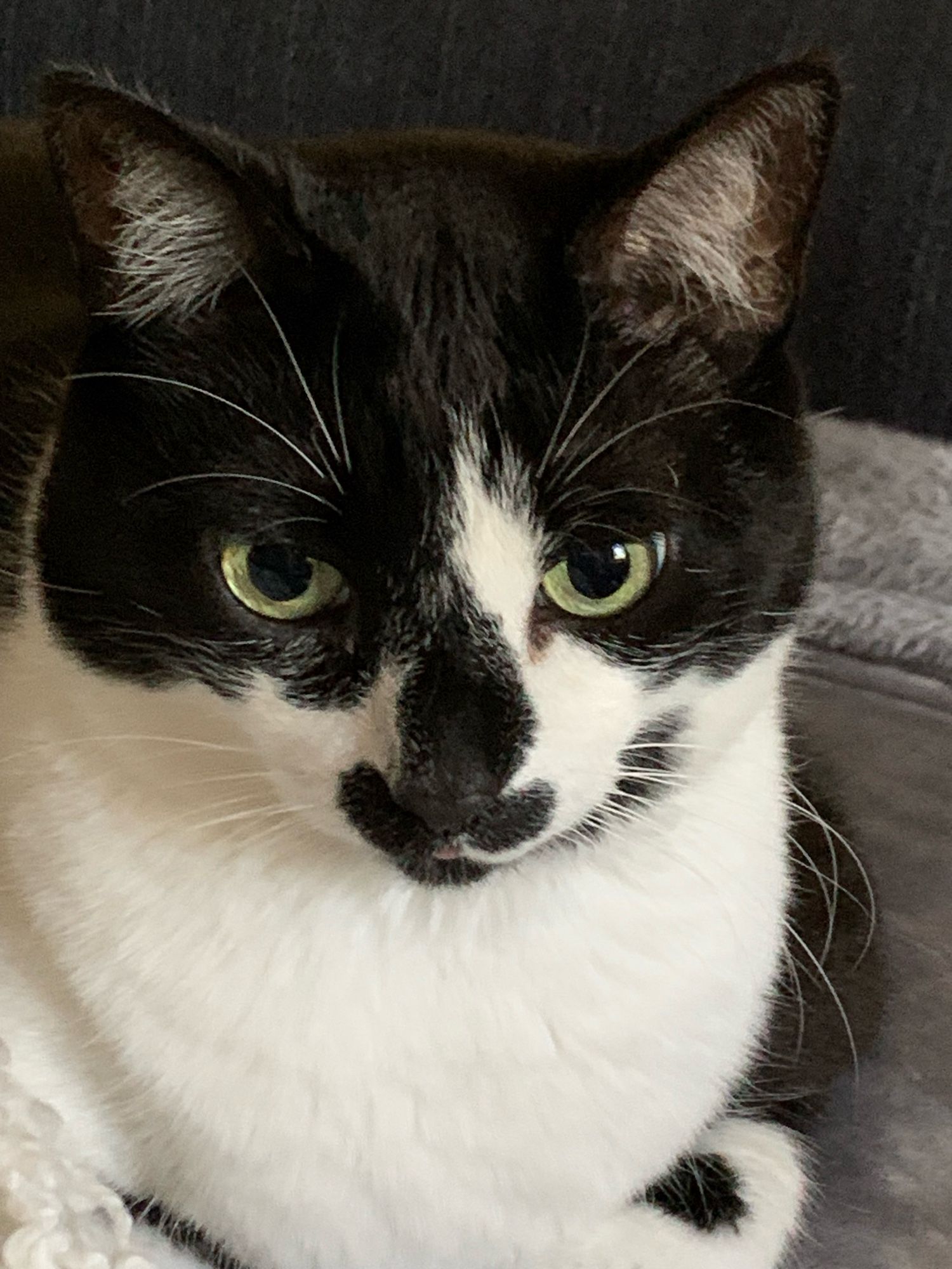 Kitty, a tuxedo cat with green eyes, facing the camera with a tiny bit of her tongue sticking out