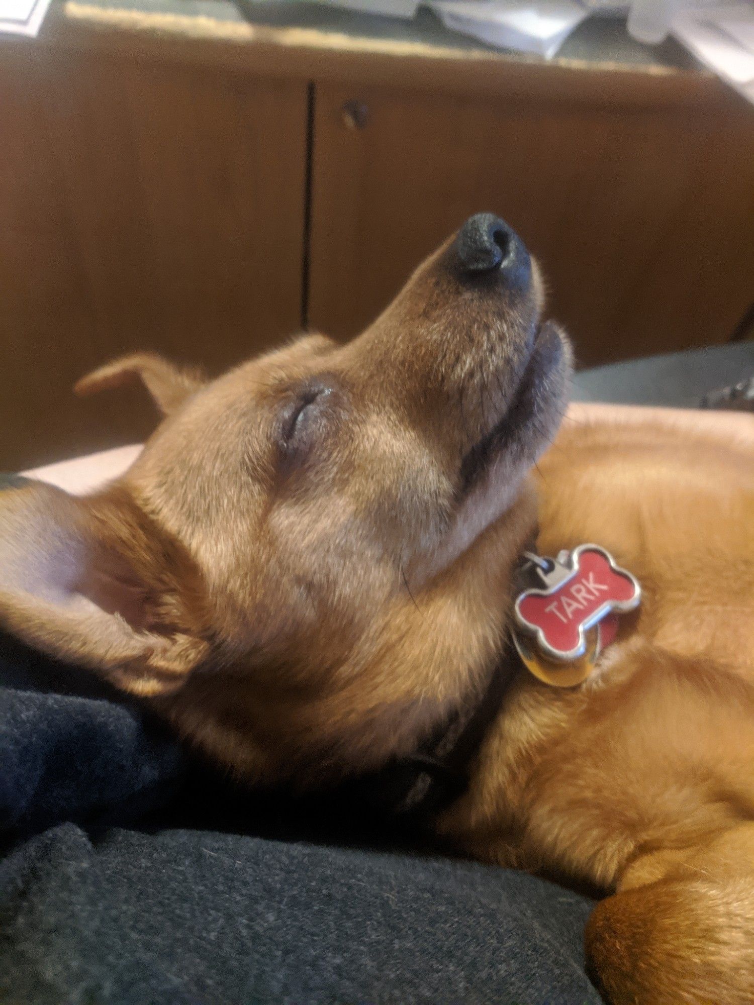 Tark, a small brown half miniature Pinscher / part Chihuahua / part something else sleeping, cradled in my arm like a baby