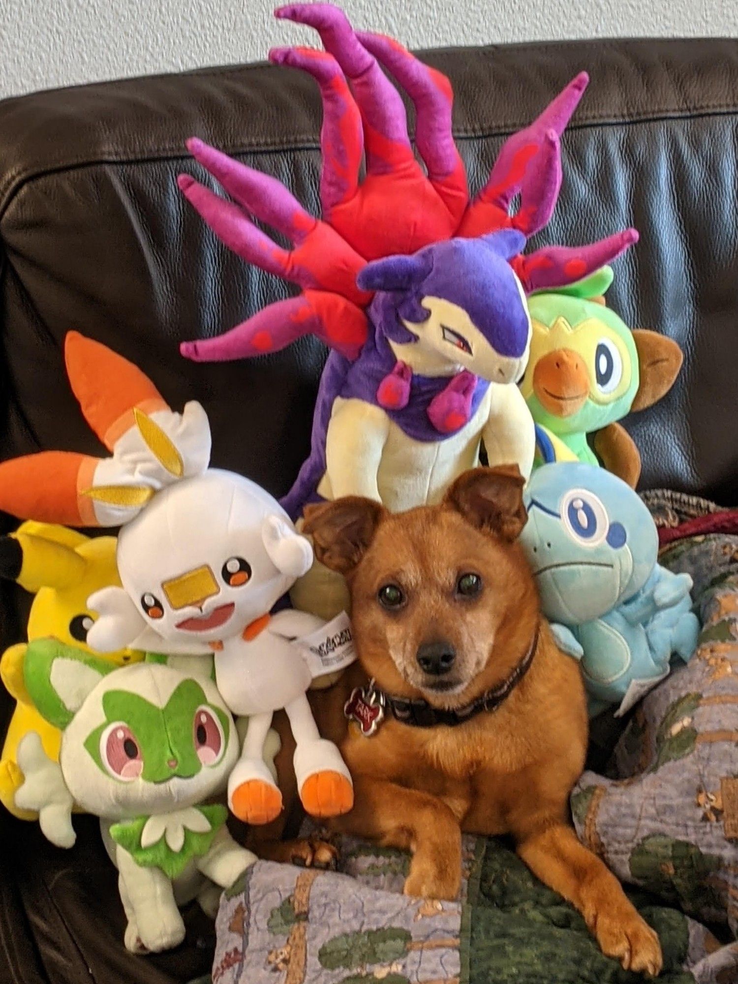 Tark, a small brown half miniature Pinscher / part Chihuahua / part something else rests on a couch, looking chill, even though the kids have piled pokémon plushes on top of and around him