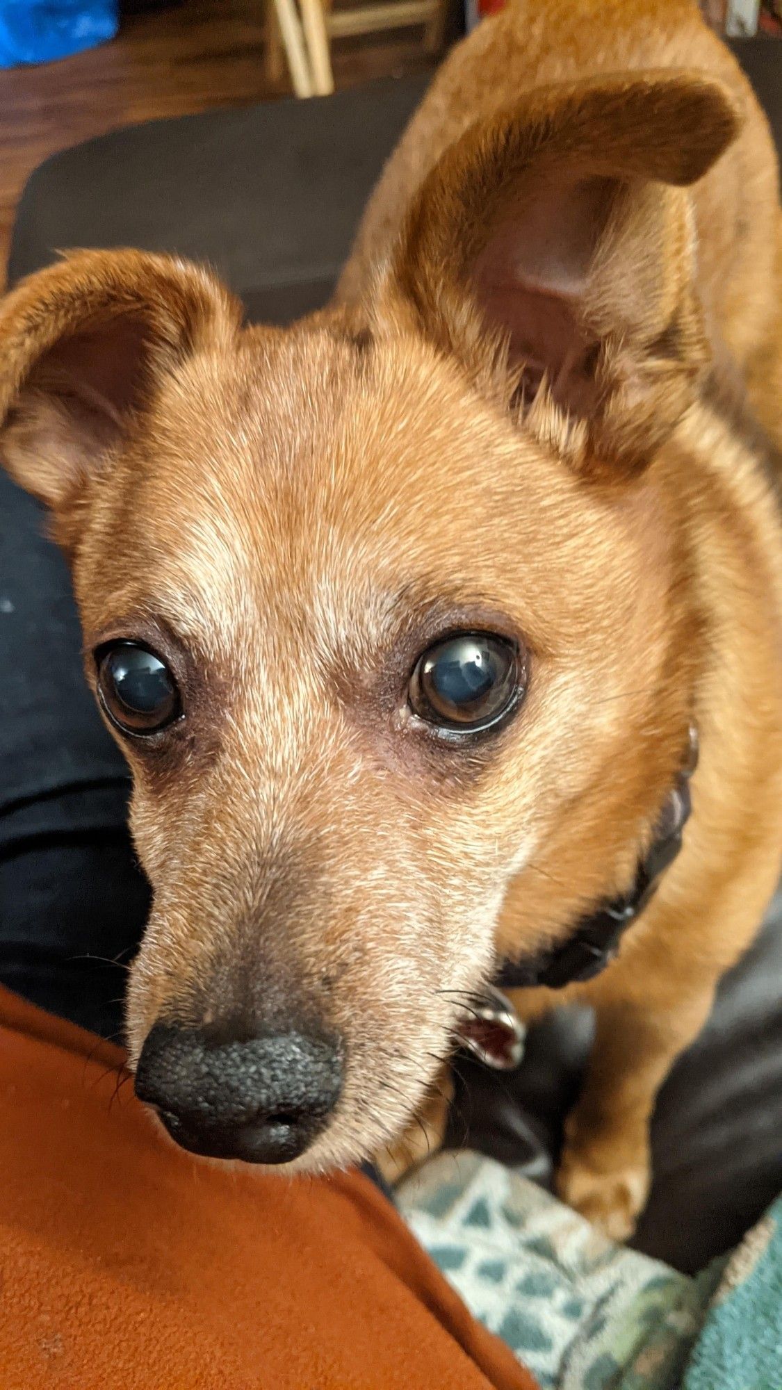 Tark, a small brown half miniature Pinscher / part Chihuahua / part something else staring plaintively at the camera - he wants food. Now.