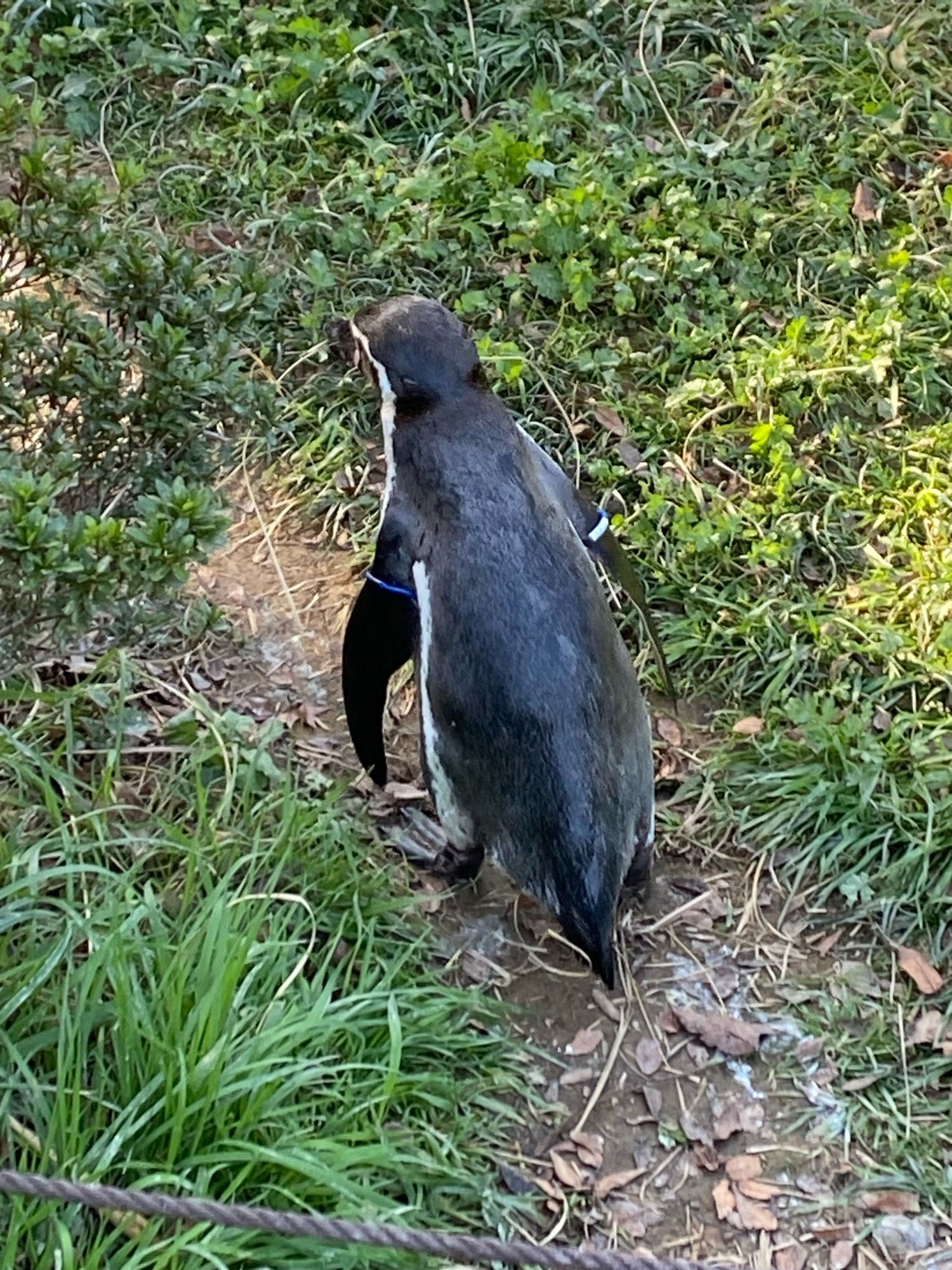 土の上を歩いているフンボルトペンギンを背後から見た様子。土の道の周りには緑の草が生えている。よく見るとくちばしで枯れ草を咥えている。