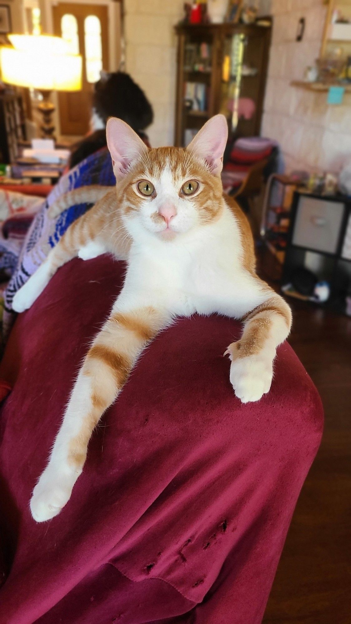 Charlie: a sweet orange & white "pumpkin spice latte" of a cat, posing prettily on the back of a couch.