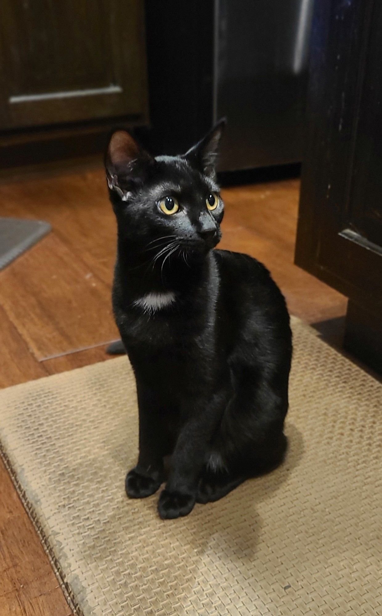 Murry: a sleek mostly black cat striking a classic black cat pose