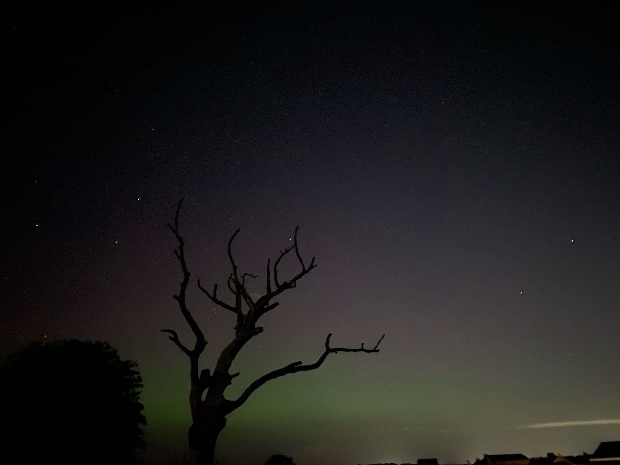 Purple and green lights from the northern lights with dark trees