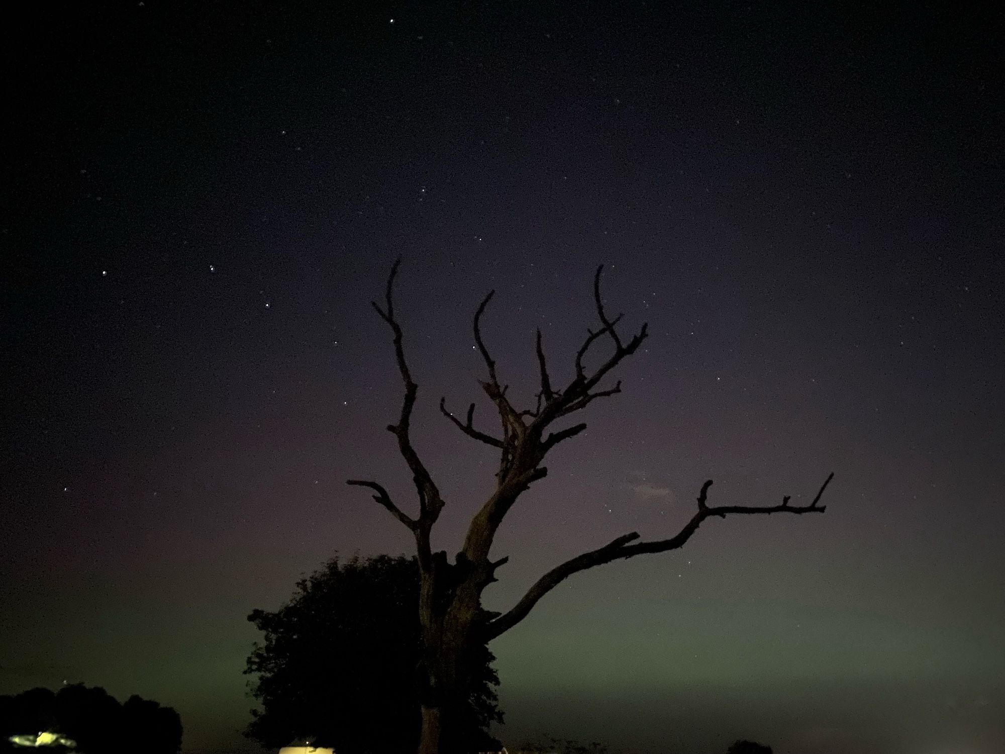 Purple and green lights from the northern lights with dark trees